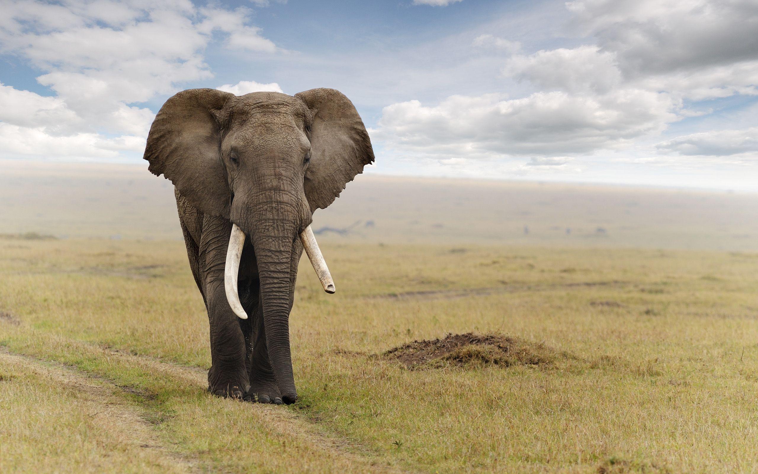 50 Hình ảnh con voi dễ thương đẹp nhất mà bạn nên biết