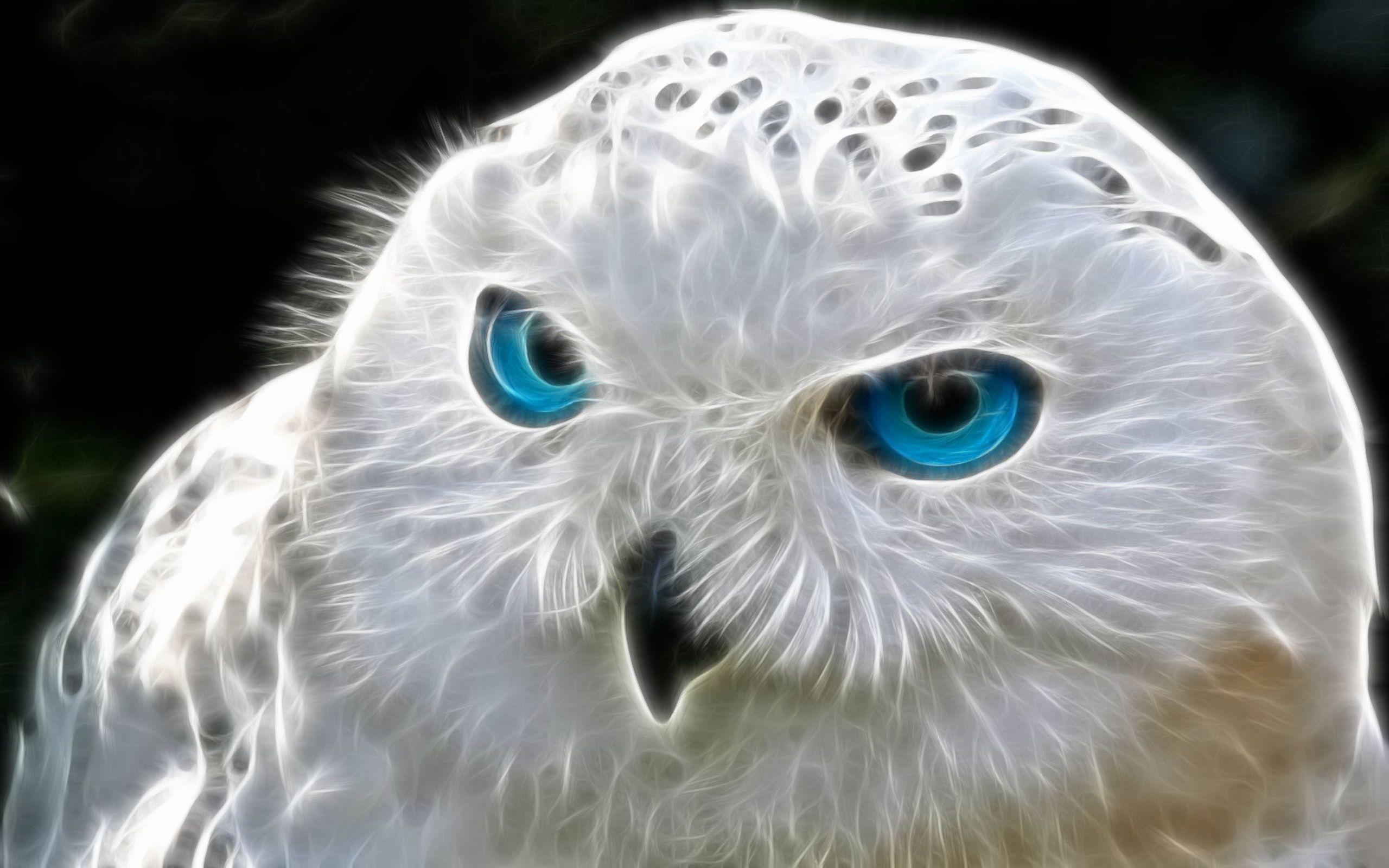 2560x1600 Owl Bird Abstract HD wallpaper Gallery