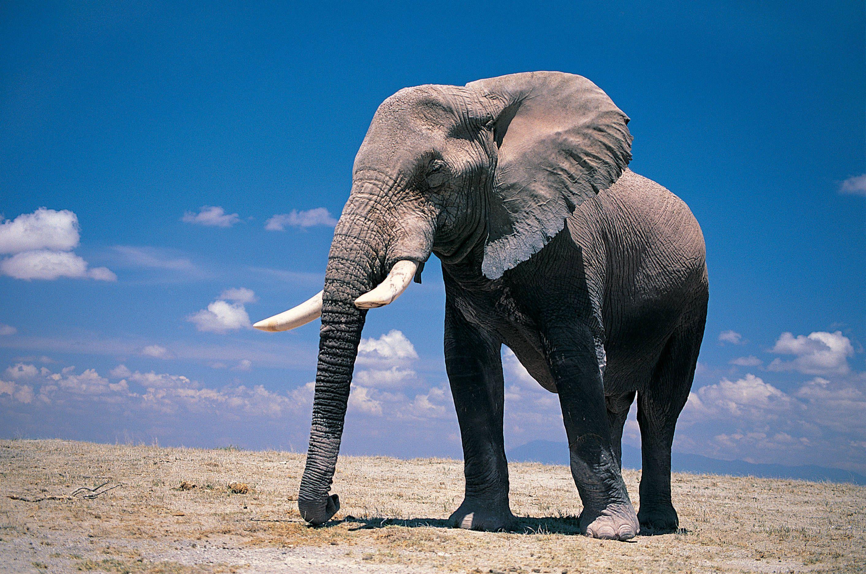 Animal Elephant HD Wallpapers  Wallpaper Cave