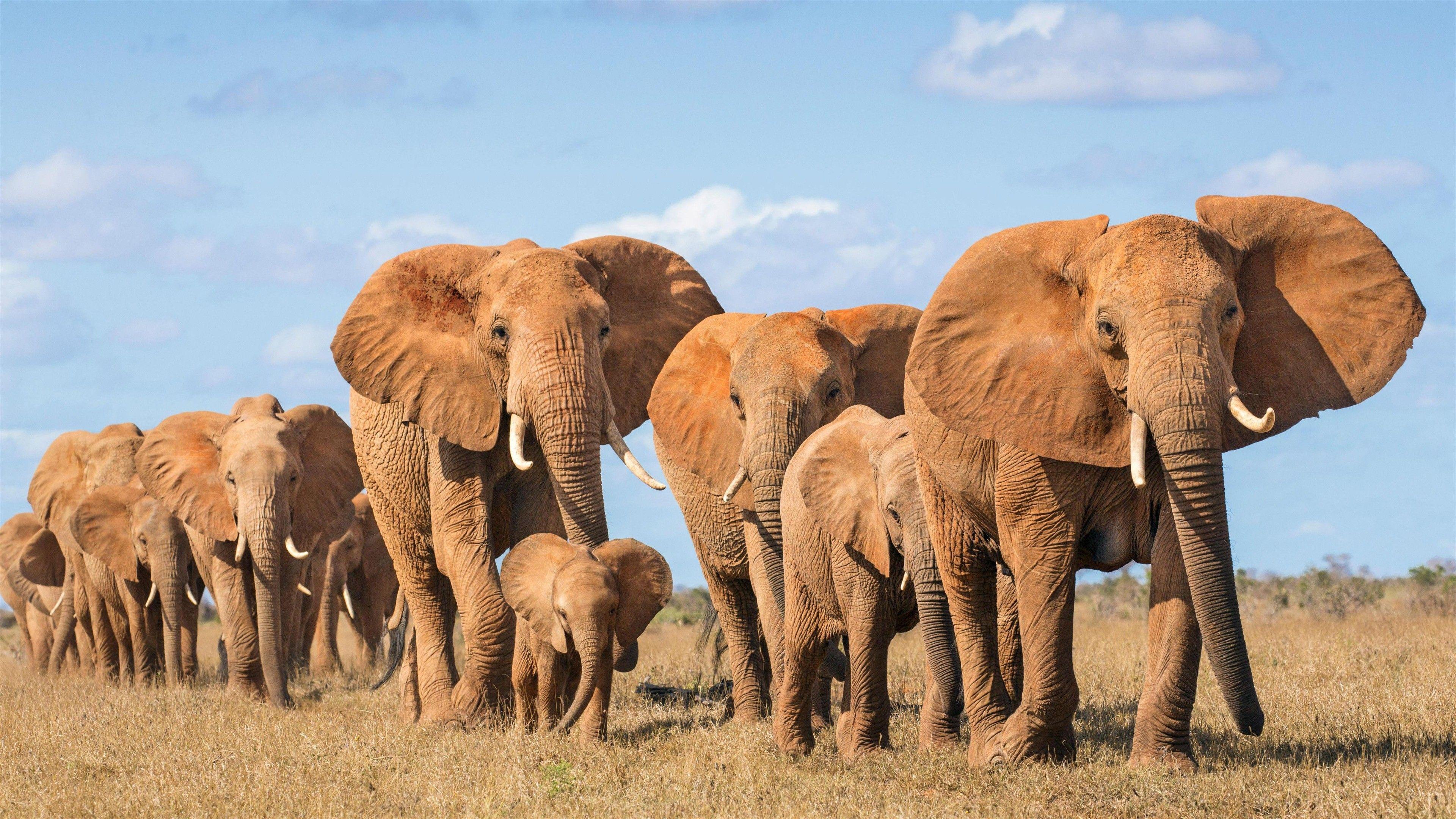 Elephant Laptop Wallpapers Top Free Elephant Laptop Backgrounds Elephant Laptop Wallpapers Top Free Elephant Laptop Backgrounds