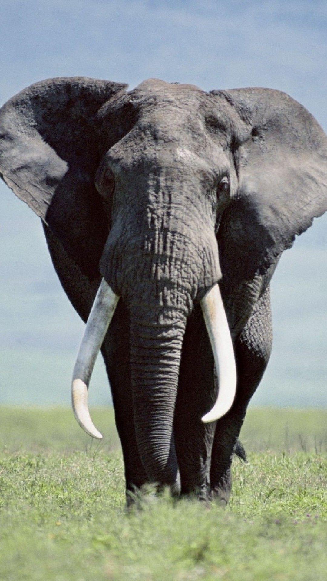 1080x1920 Elephant iPhone Wallpaper