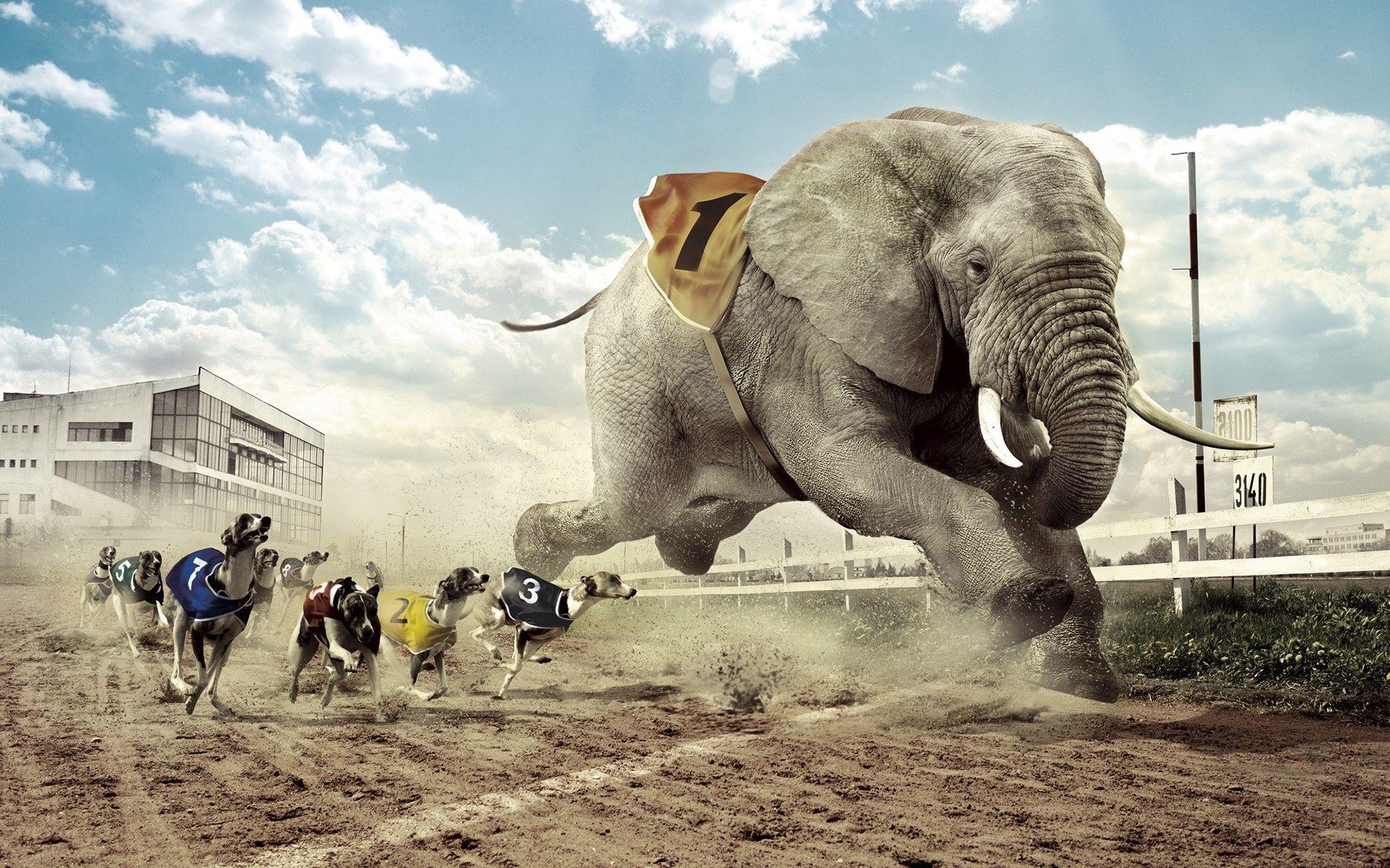 1920x1200 Elephant wallpaperx1200