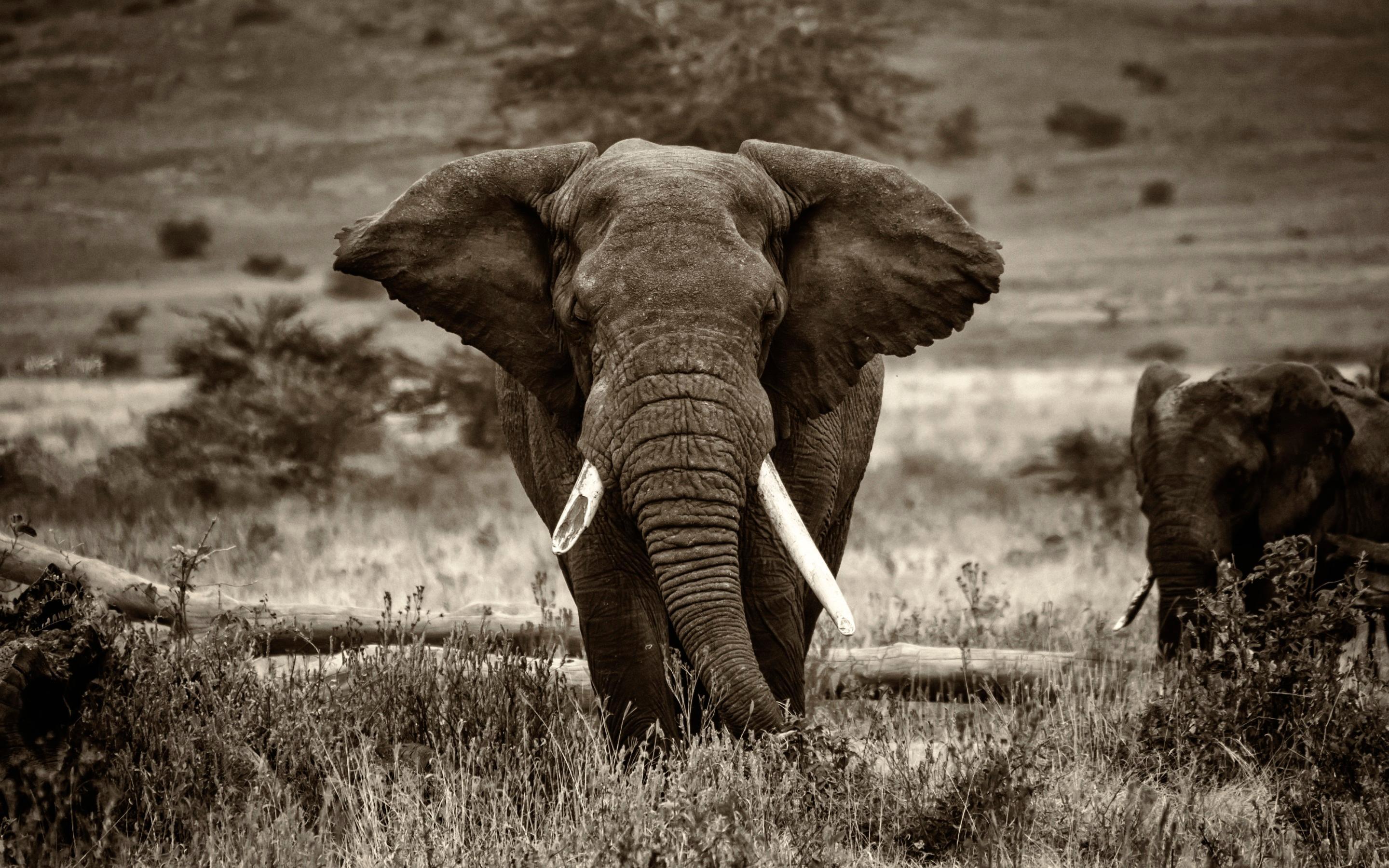 2880x1800 Elephant Wallpaper High Quality , Find HD Wallpaper For Free