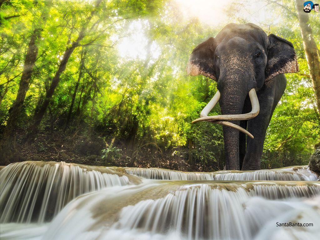 1024x768 Elephants Wallpaper