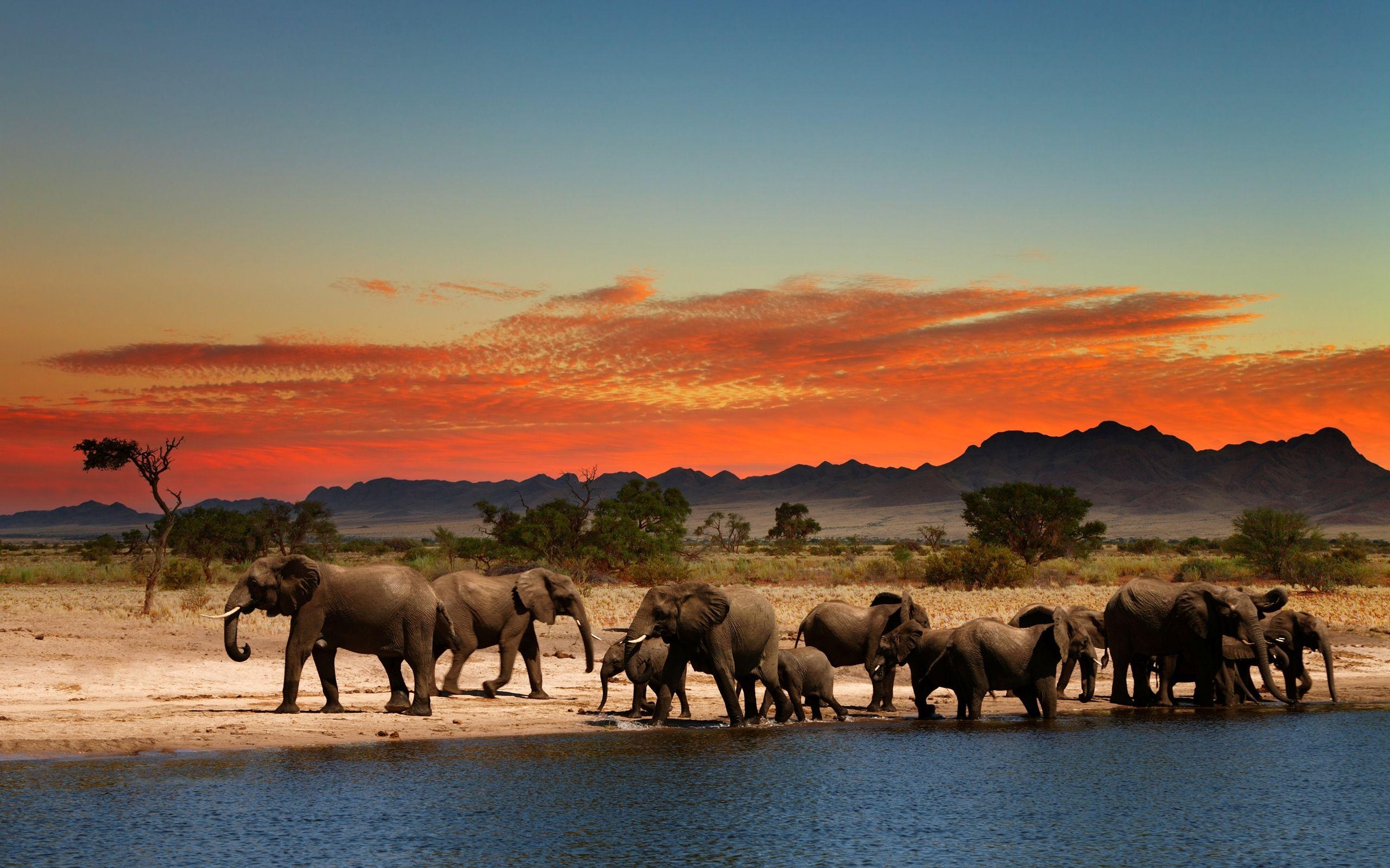 2560x1600 Desktop Elephant HD Wallpaper