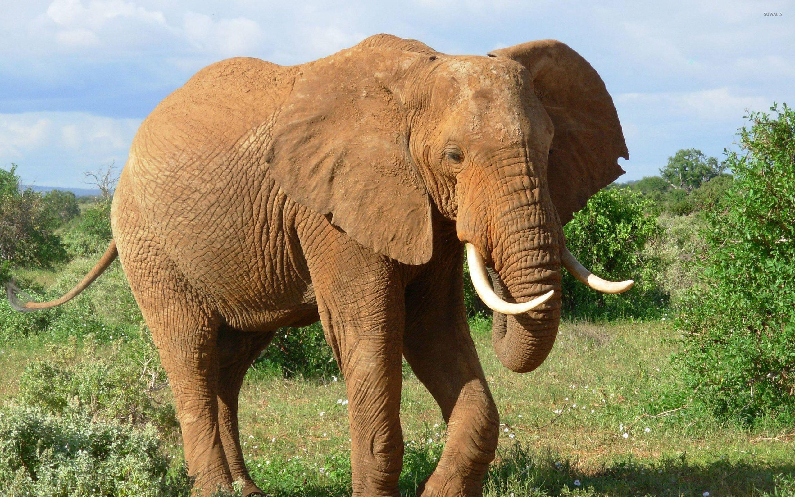 2560x1600 Muddy elephant wallpaper wallpaper