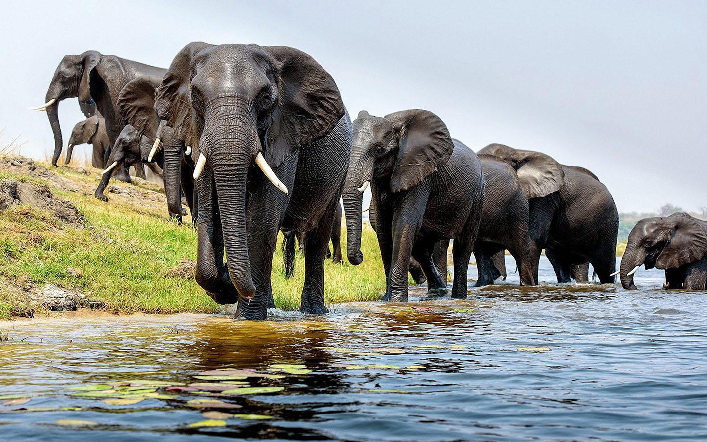 1440x900 Elephant Wallpaper