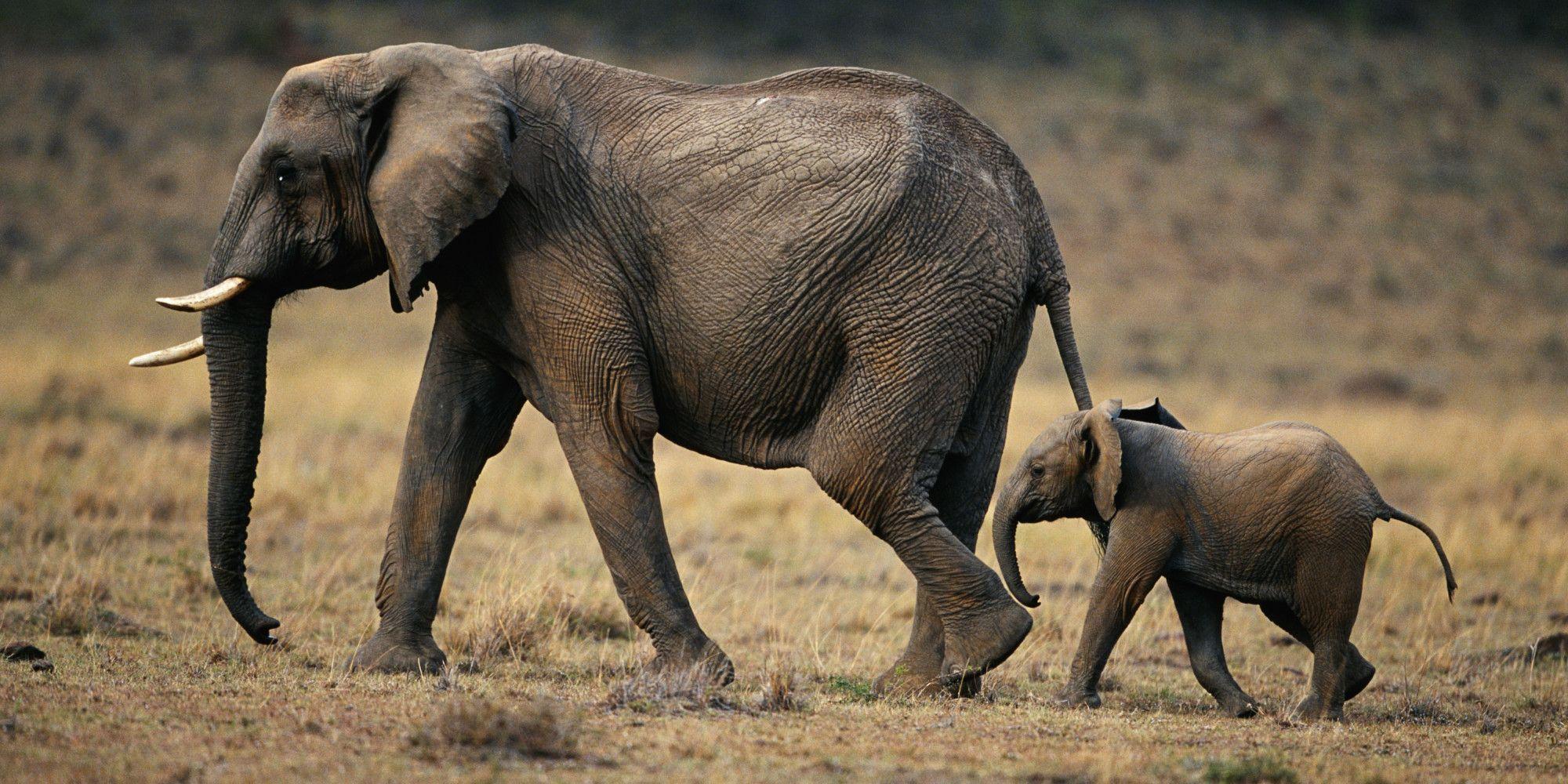 2000x1000 Elephant Wallpaper Pack Download and Picture BG