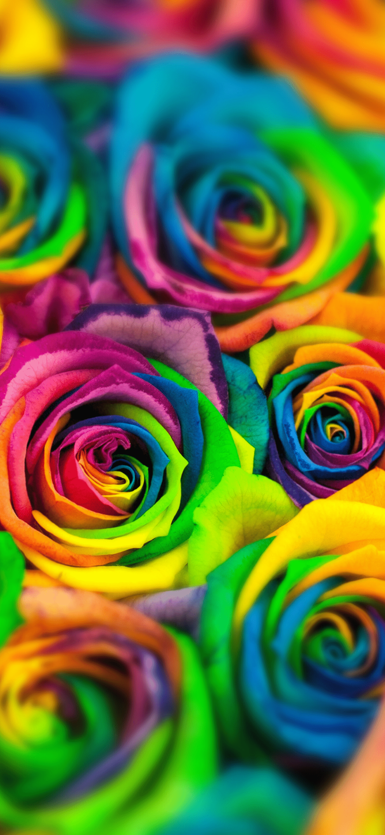 Rainbow Roses Wallpapers Top Free Rainbow Roses Backgrounds Wallpaperaccess