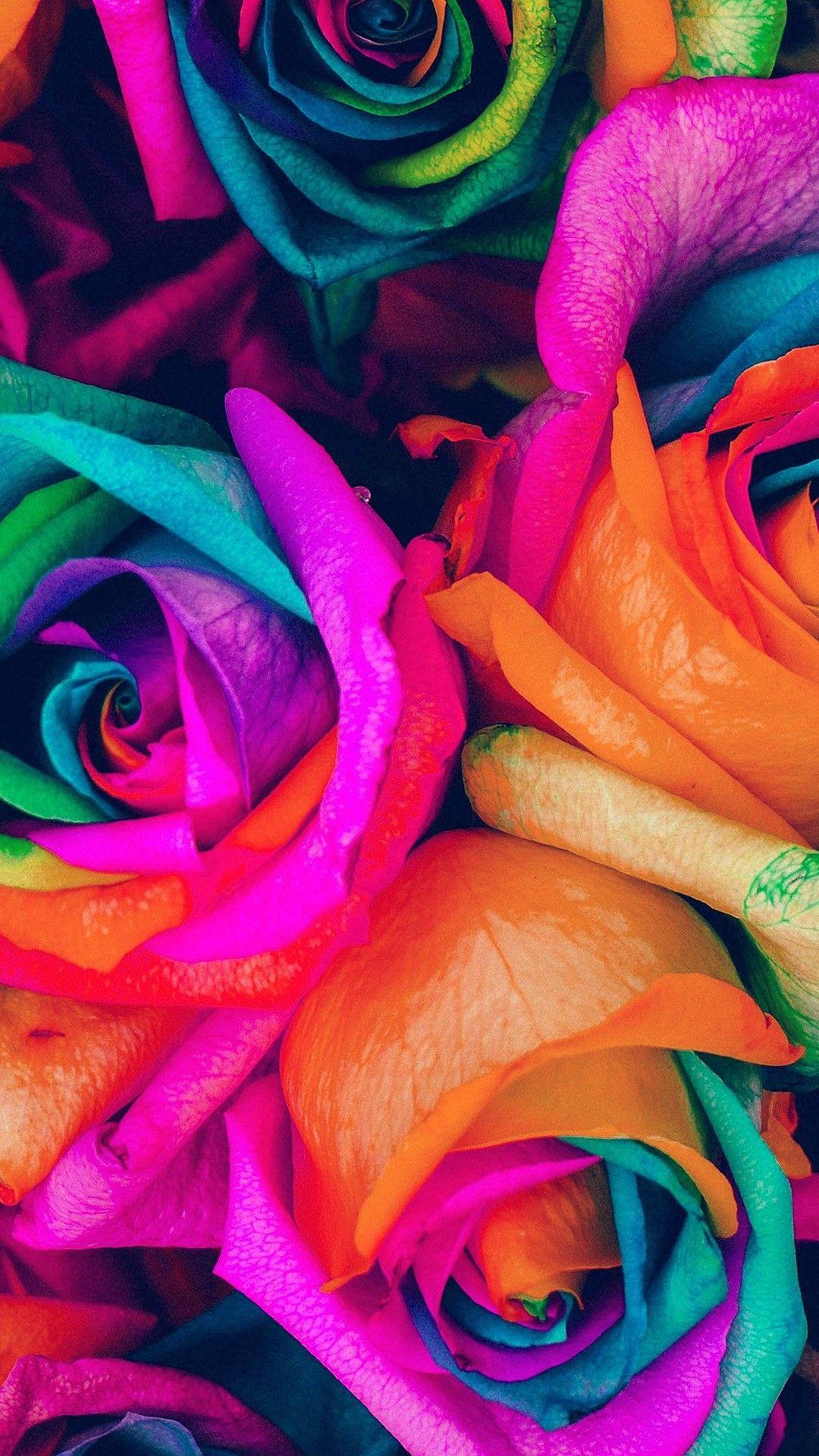 Rainbow Roses Wallpapers Top Free Rainbow Roses Backgrounds Wallpaperaccess