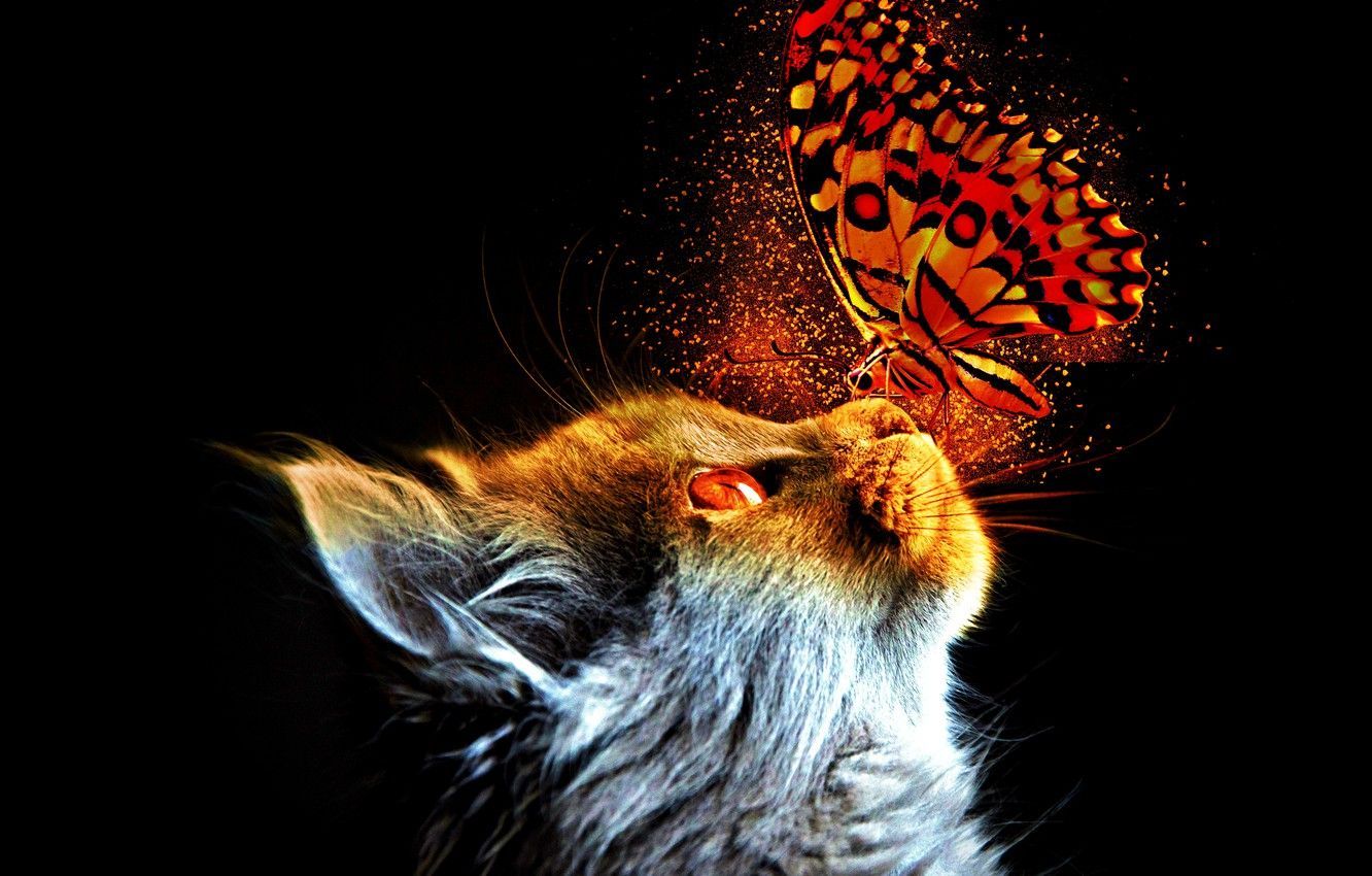 1332x850 Cats Fantasy Wallpaper