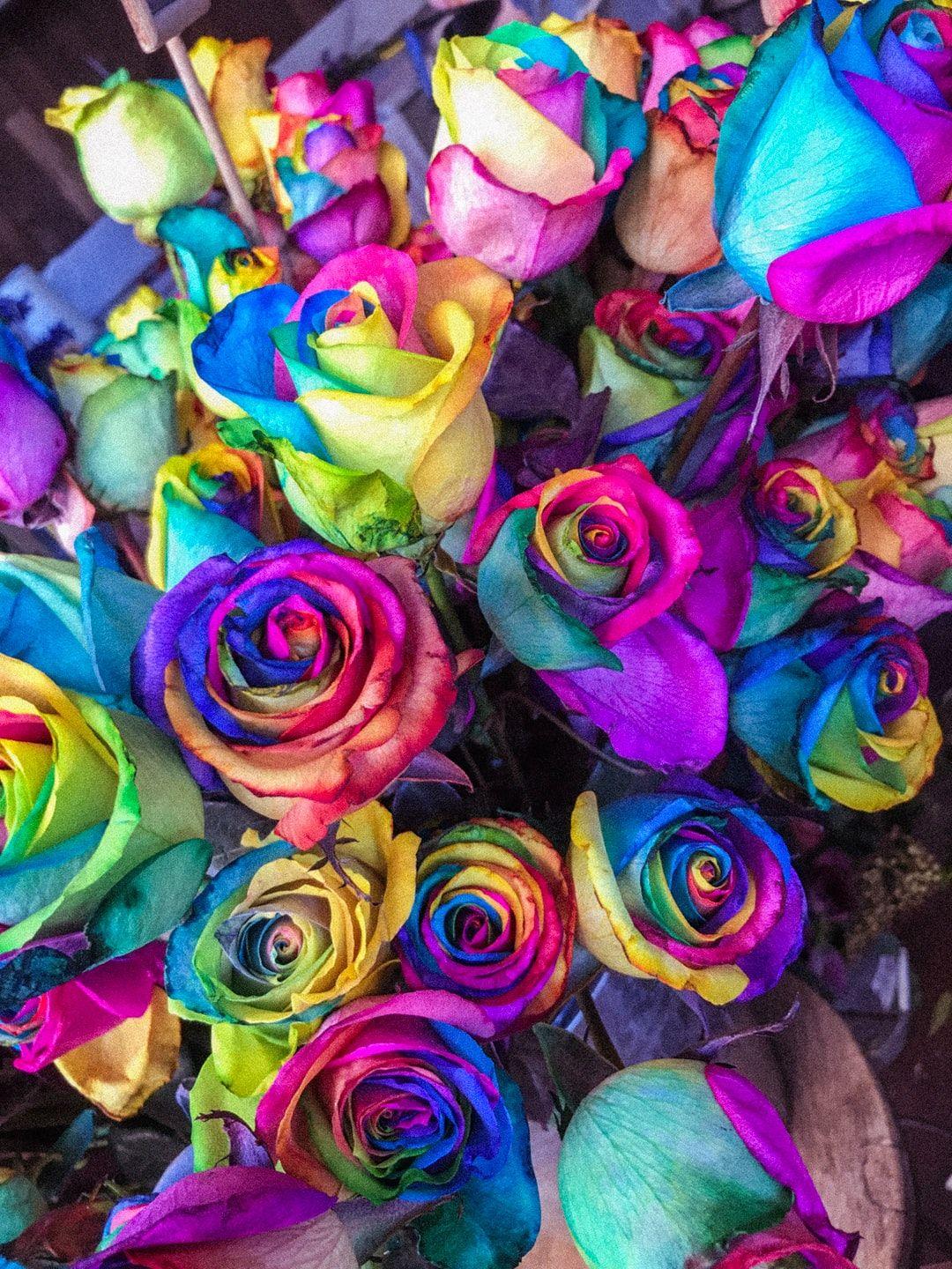 Rainbow Roses Wallpapers Top Free Rainbow Roses Backgrounds Wallpaperaccess