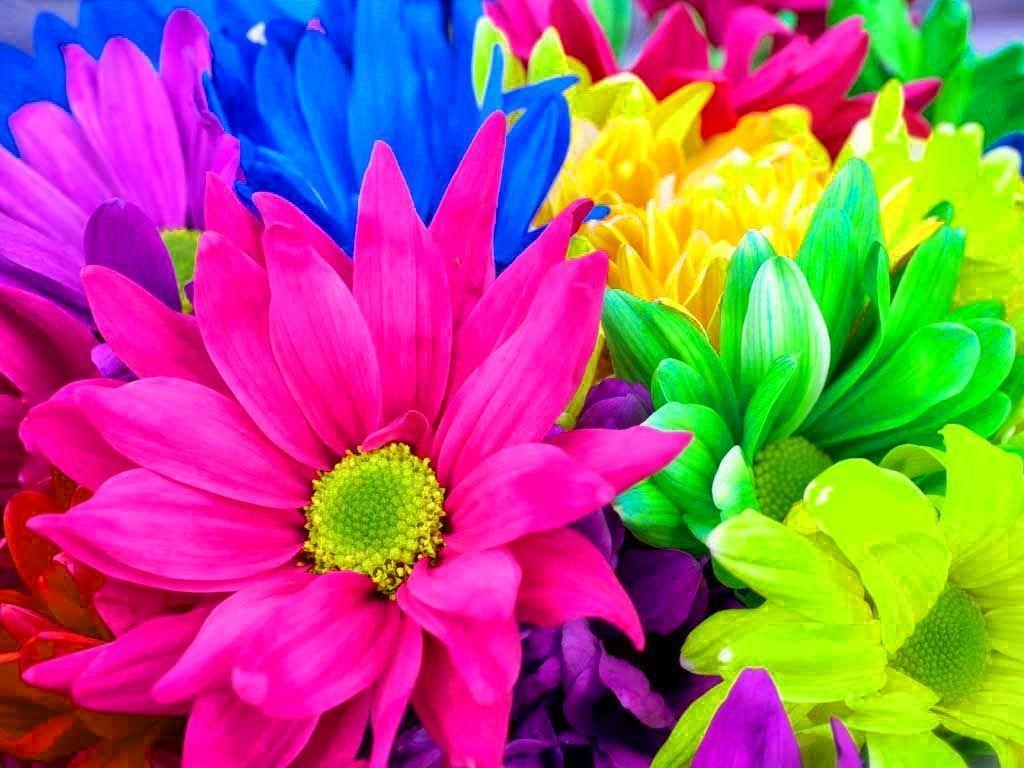 1024x768 Flower Rainbow Wallpaper