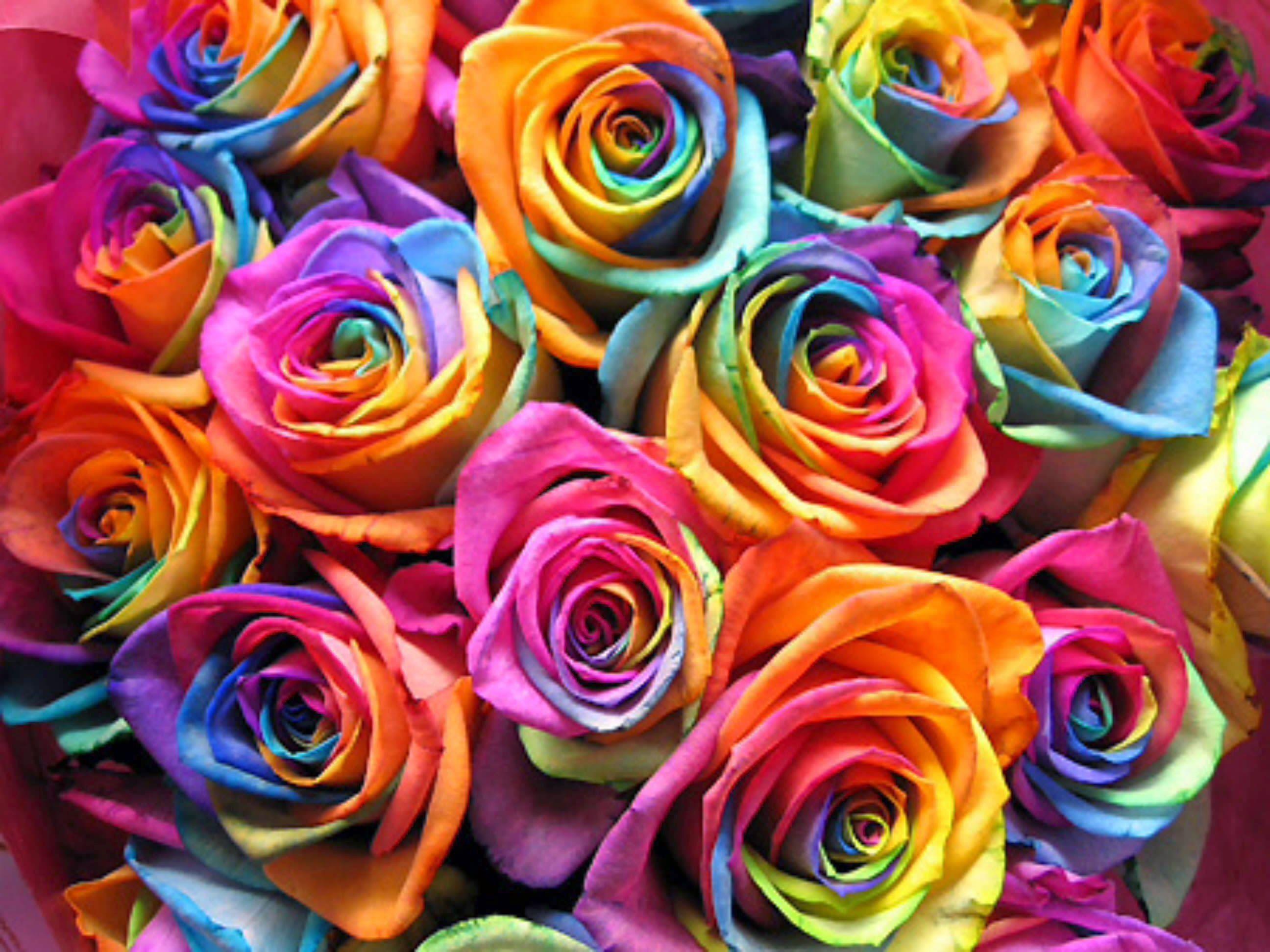 Rainbow Roses Wallpapers - Top Free Rainbow Roses Backgrounds