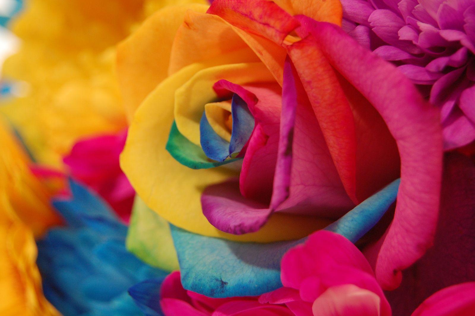 Rainbow Roses Wallpapers Top Free Rainbow Roses Backgrounds Wallpaperaccess