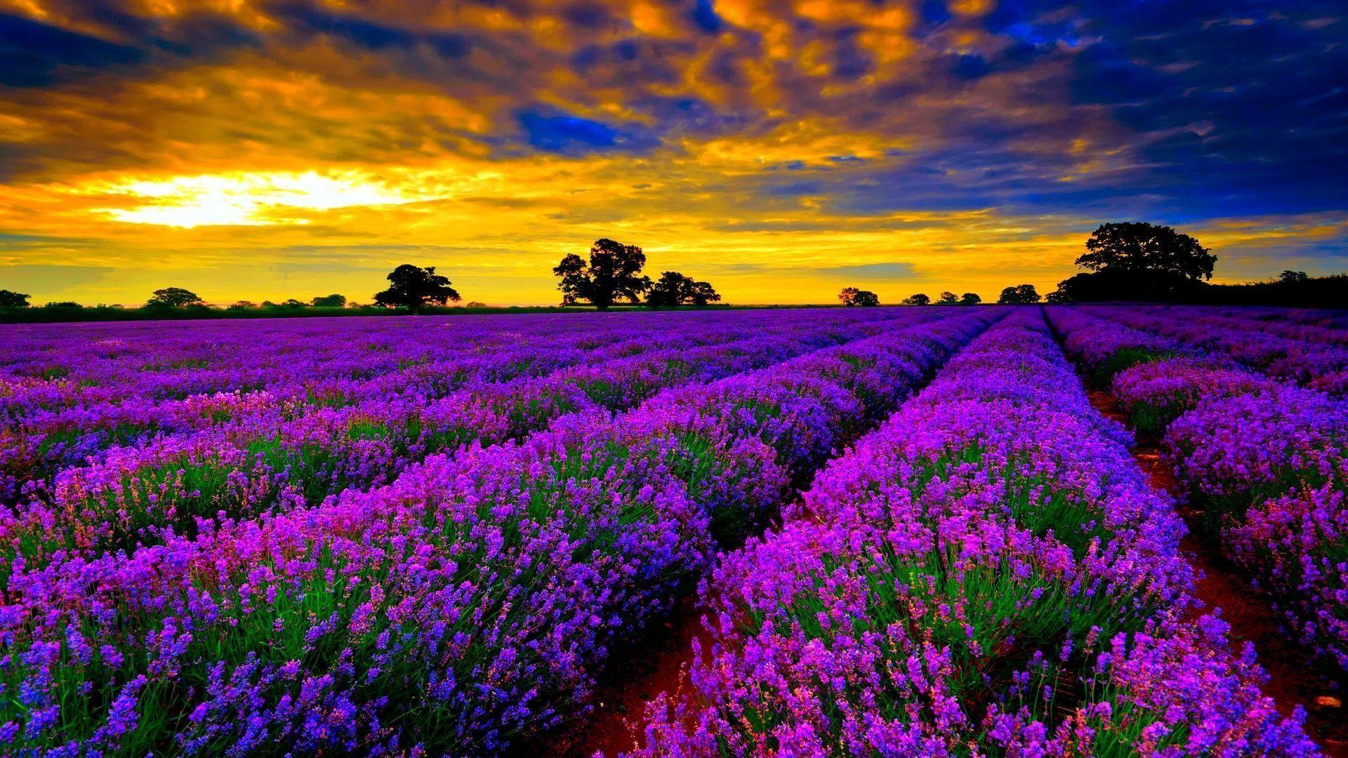 Hình nền 1920x1080 Lavender Fields in France - Tải xuống tại