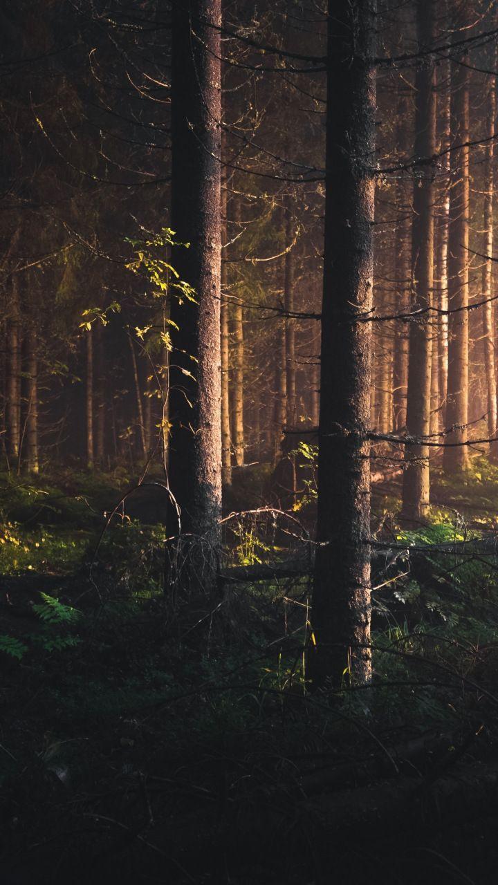 720x1280 Trees, finland, forest, nature, 720x1280 wallpaper. Nature, Natural