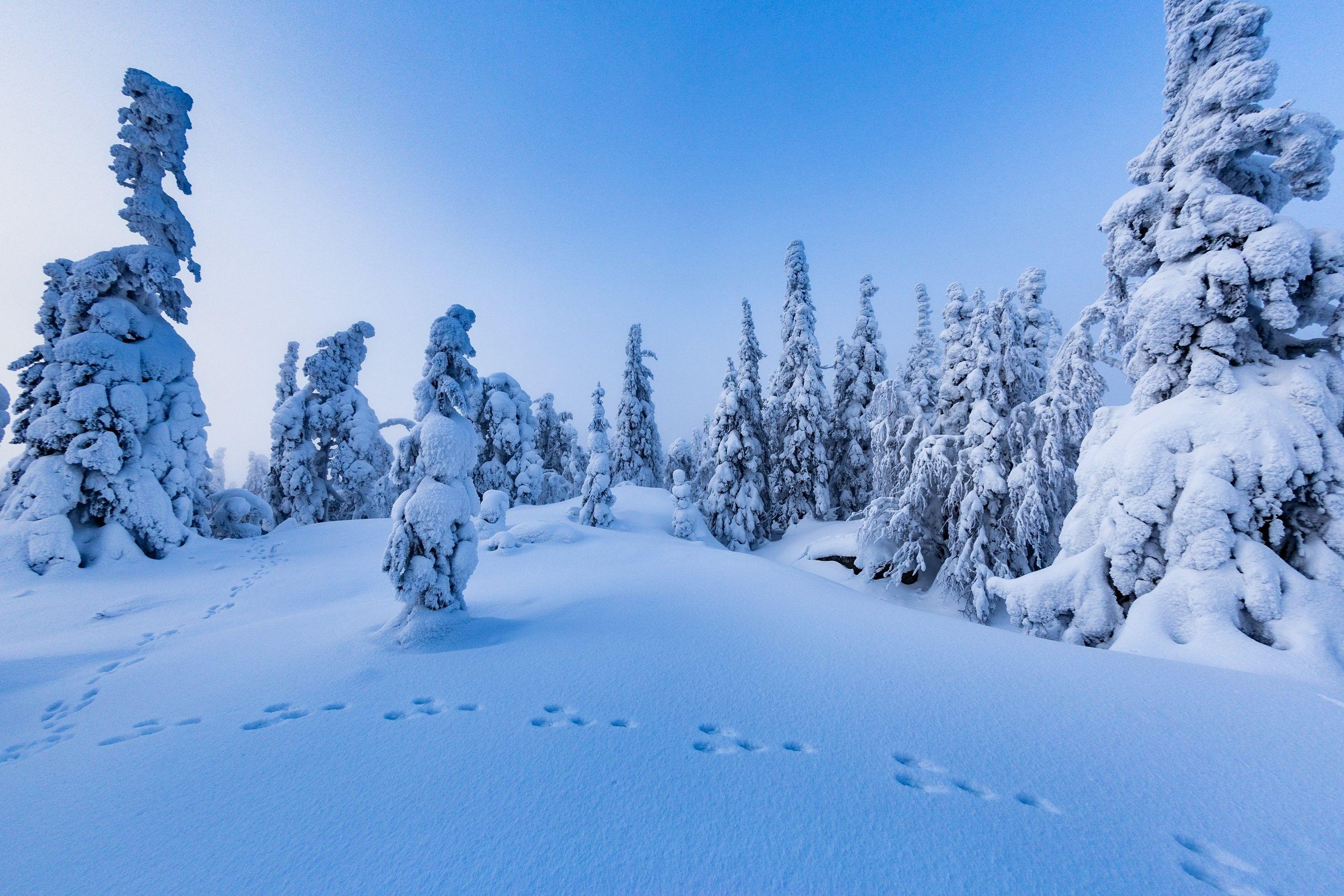 3000x2000 Horror, widescreen, Finland, Mobile Wallpaper, Trees, Nature, winter