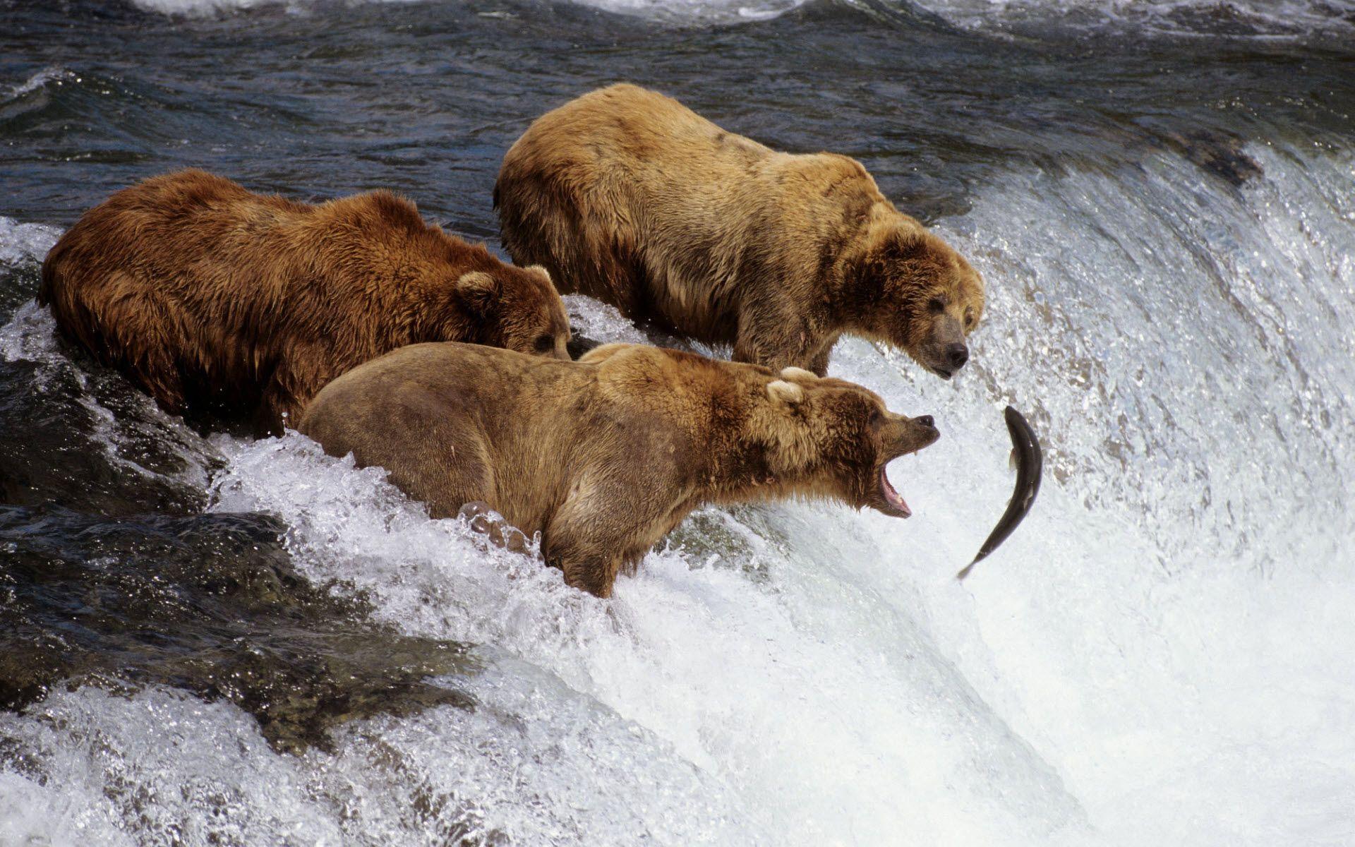 1920x1200 Brown Bears Alaska Wallpaper