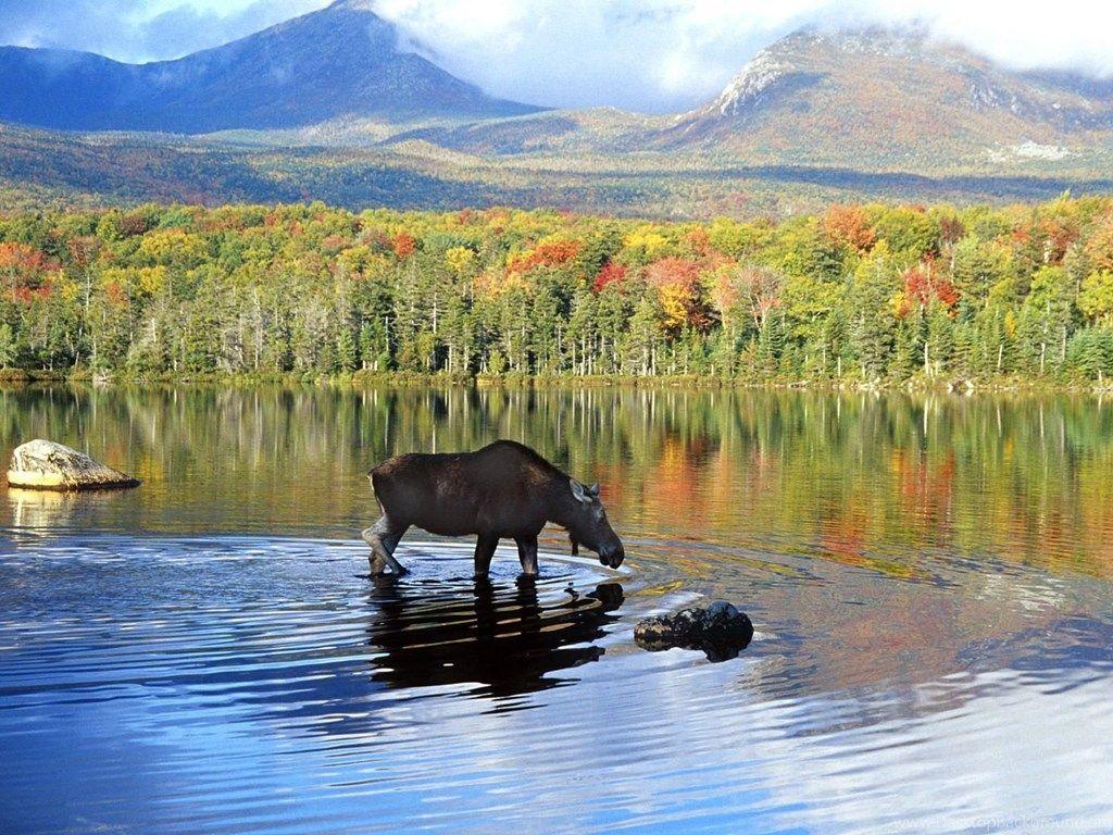 1024x768 Alaska Wallpaper Moose Wallpaper. Desktop Background