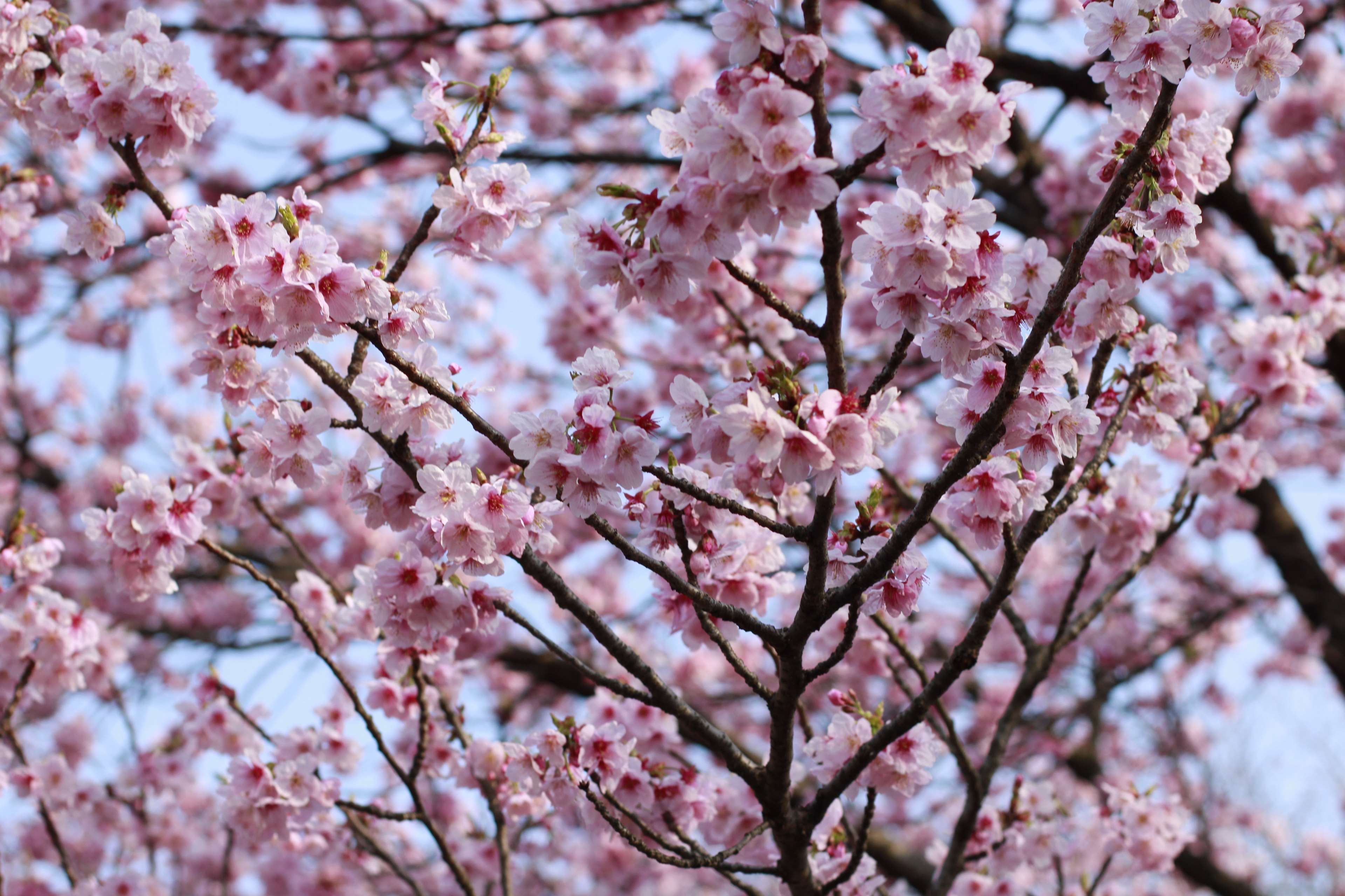 3840x2560 beautiful flowers, cherry blossom, japan, pink 4k