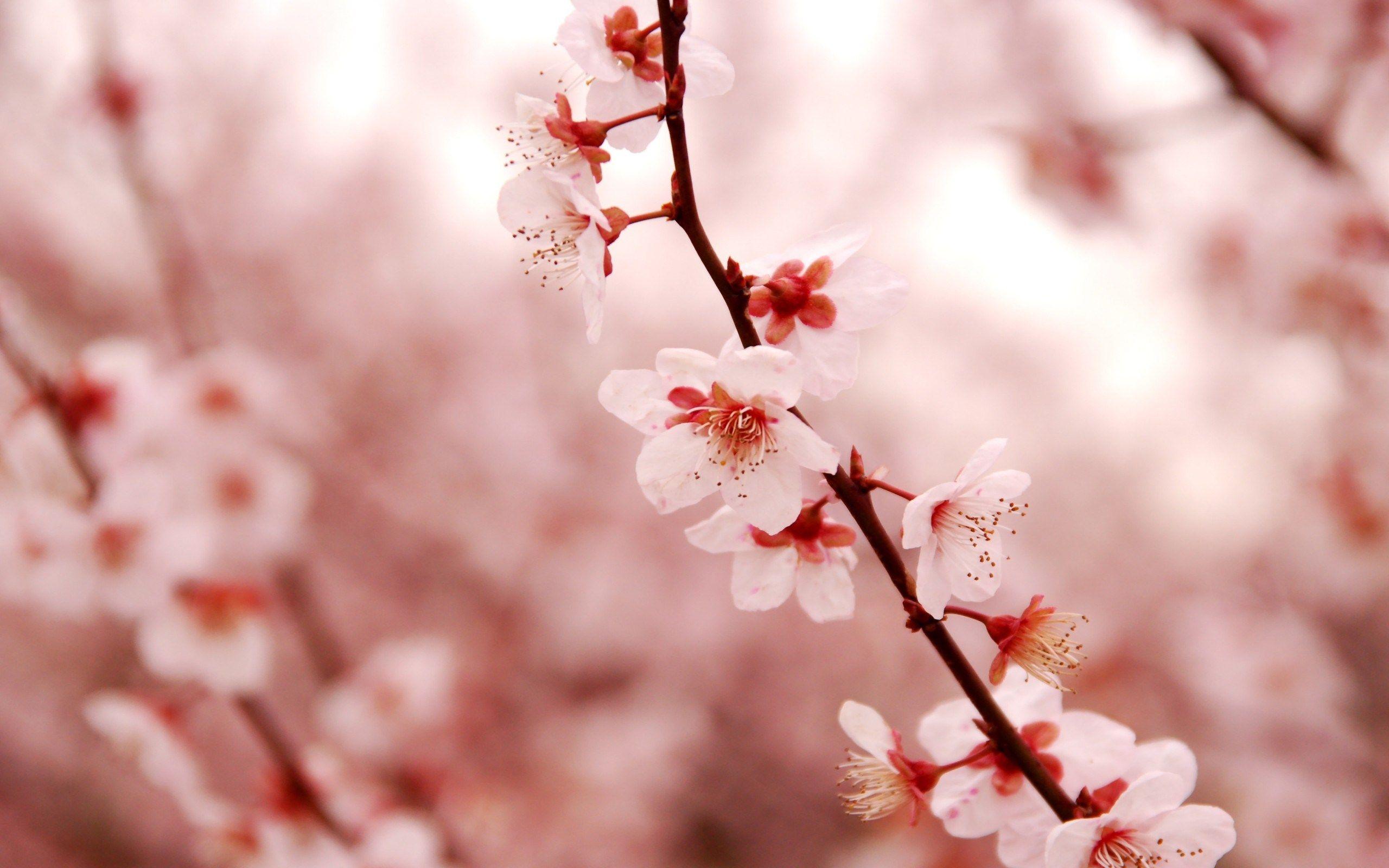 2560x1600 Lovely Cherry Blossom wallpaperx1600
