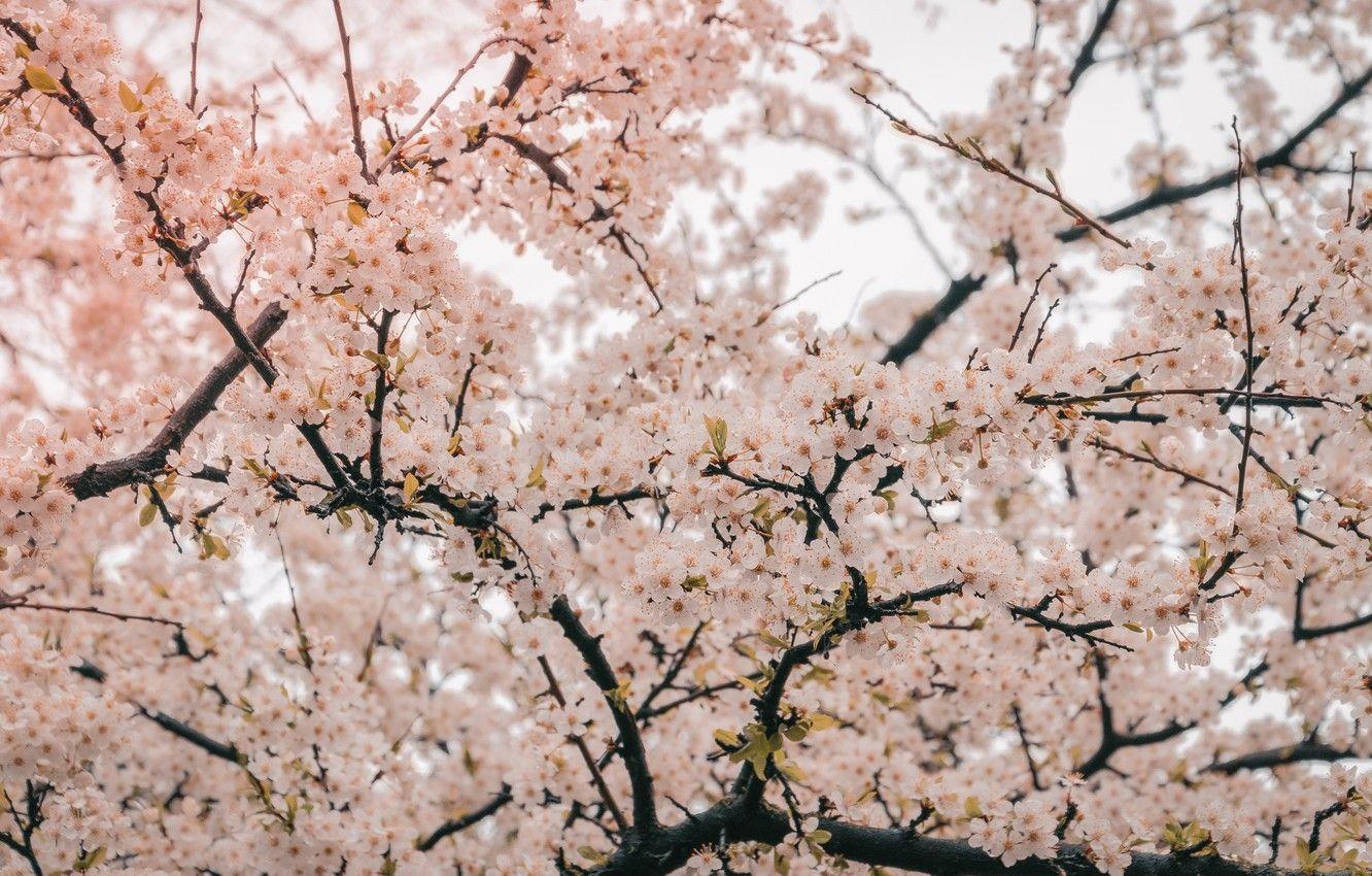 1332x850 Wallpaper tree, Flowers, Nature, Plant, Cherry, Plants, Nature