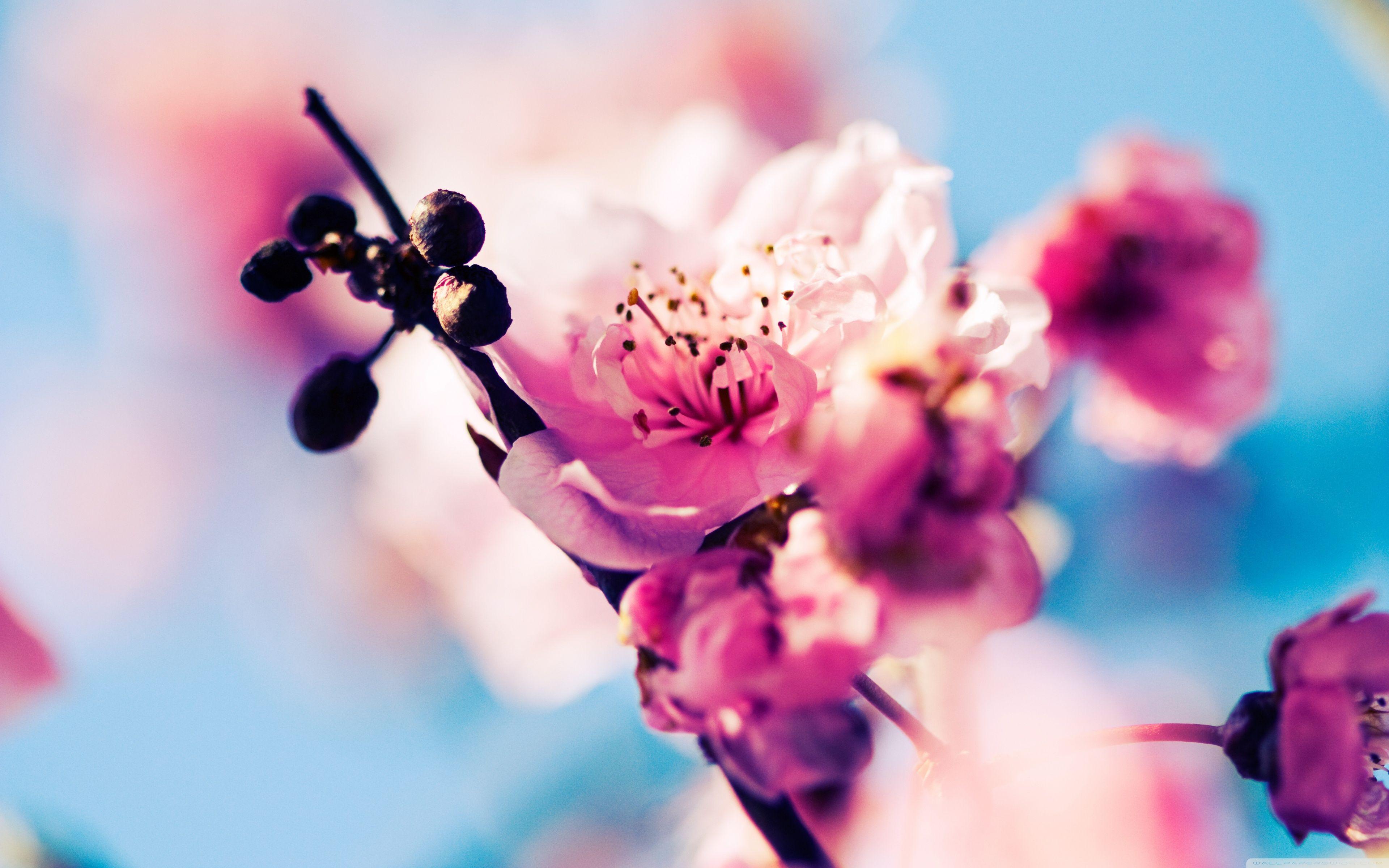 3840x2400 Beautiful Cherry Blossom ❤ 4K HD Desktop Wallpaper for 4K Ultra HD