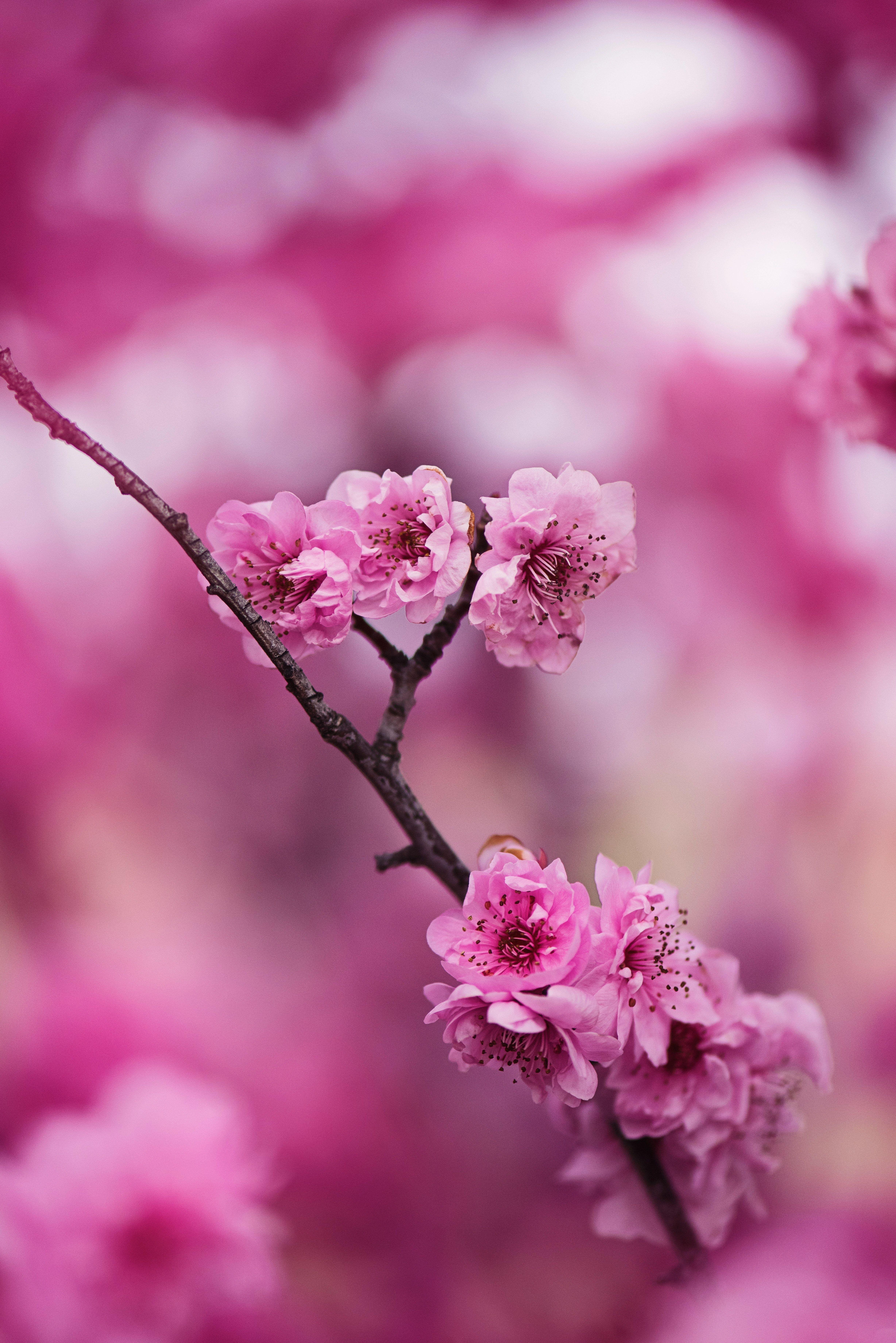 4912x7360 Pink Petaled Flowers · Free