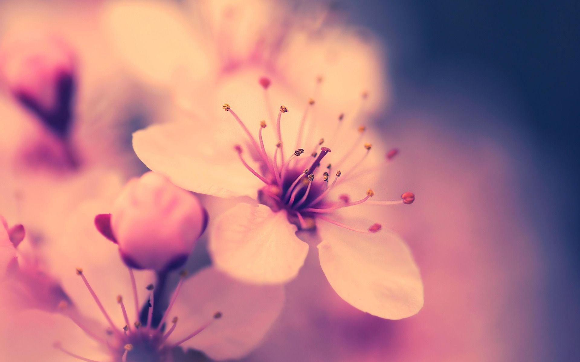 1920x1200 Cherry Blossom Flower