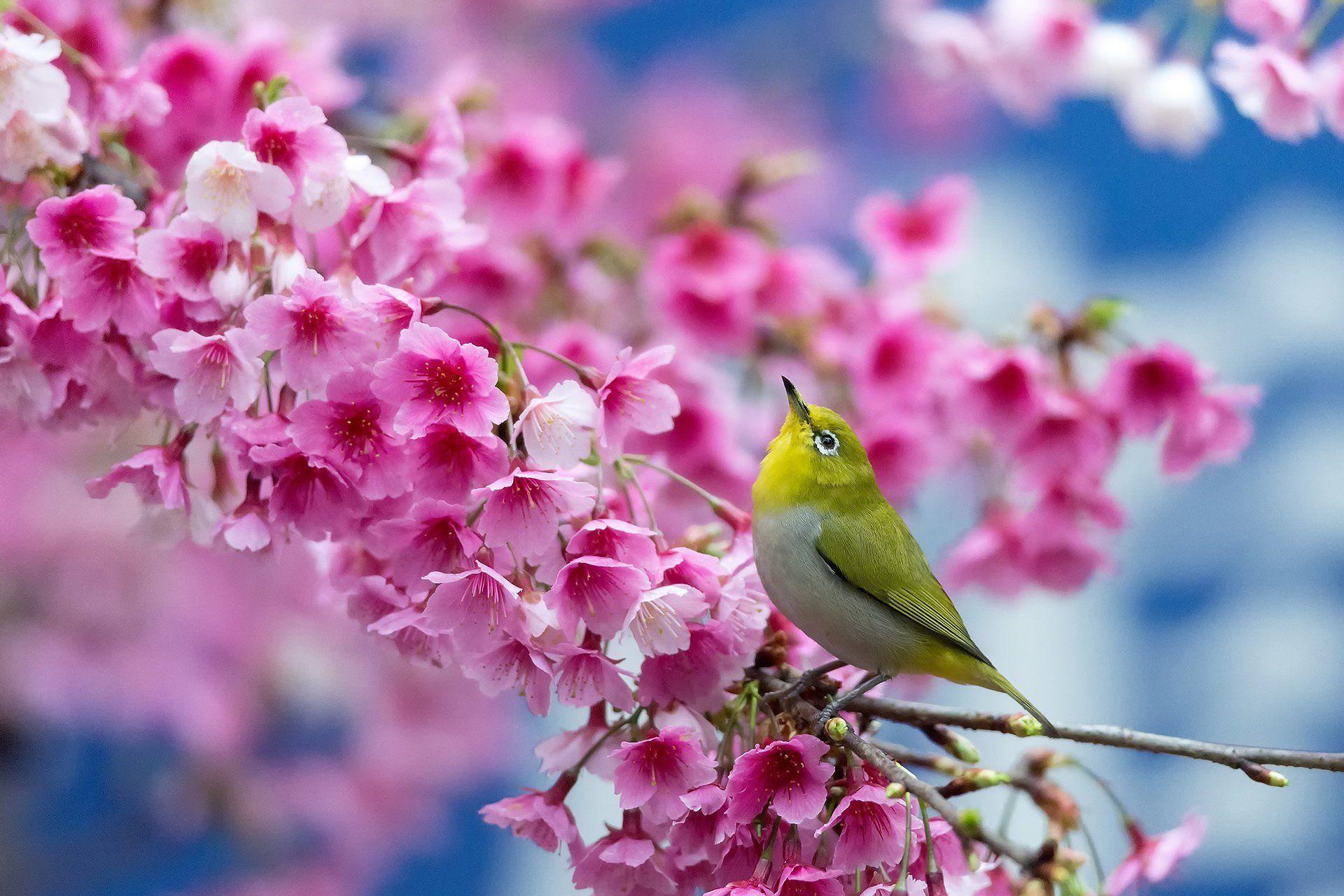 Birds And Flowers Desktop Wallpapers Top Free Birds And Flowers 
