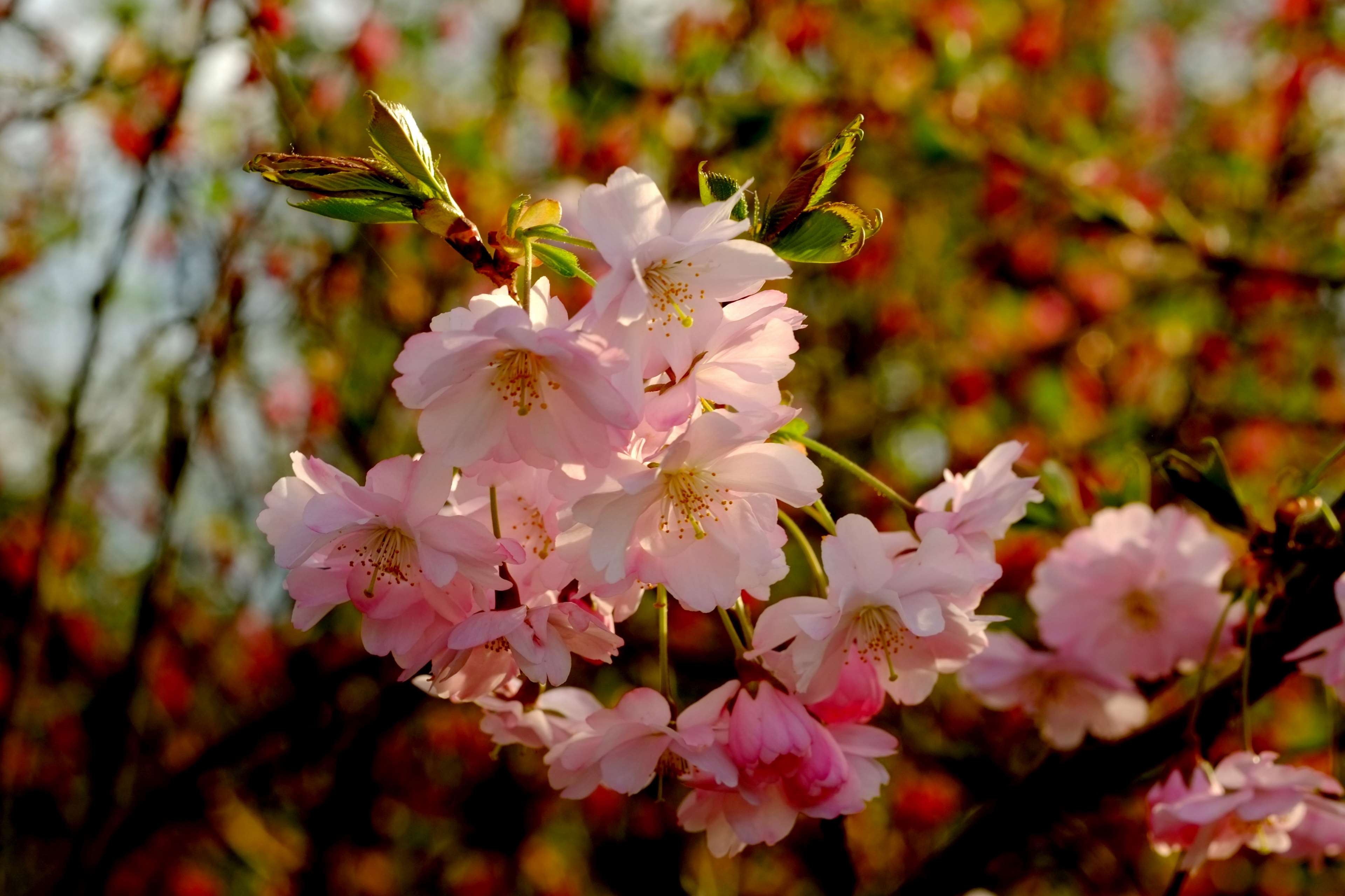 3840x2560 beautiful, bloom, blossom, branch, bush, cherry, cherry
