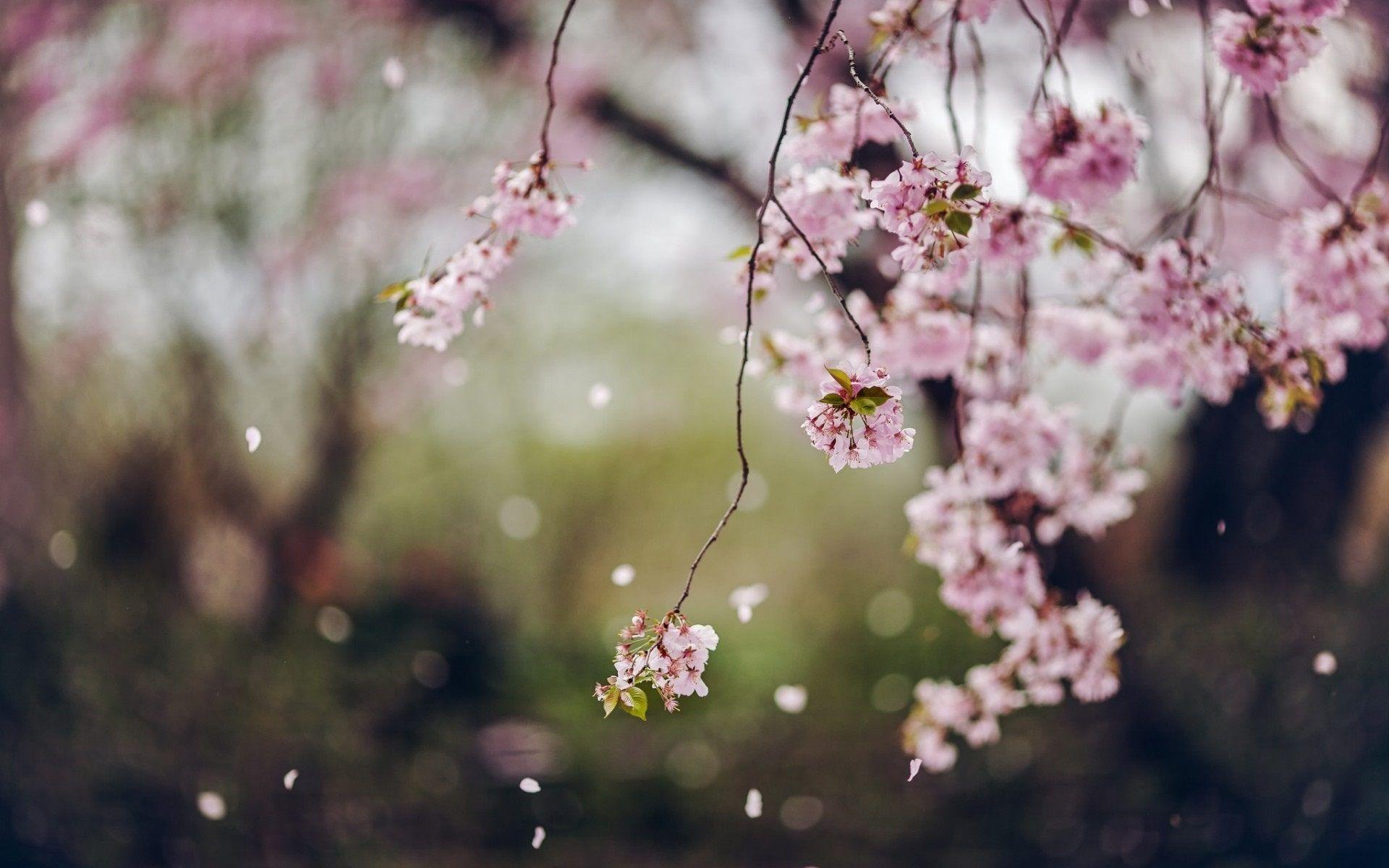 1920x1200 Pink flowers branch blossom wallpaper