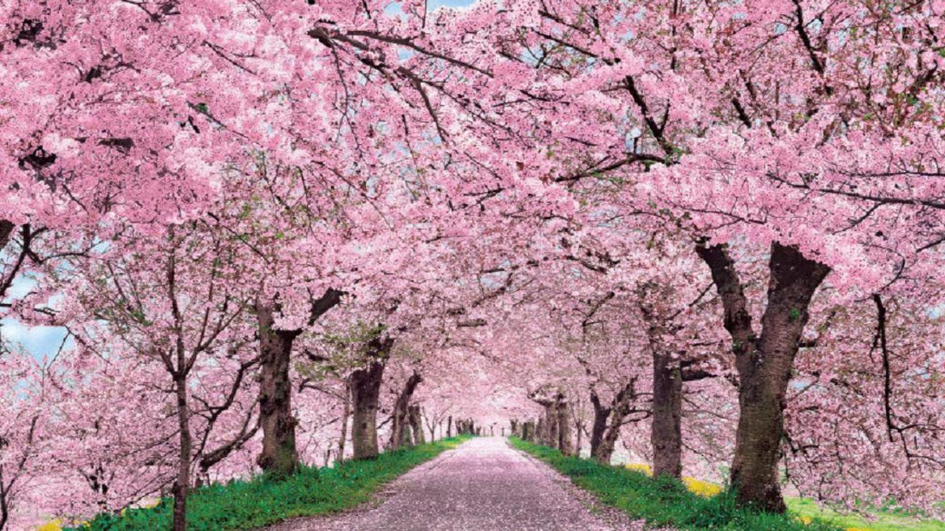 1920x1080 Cherry Blossom Photo, Download picture of a natural HD cherry