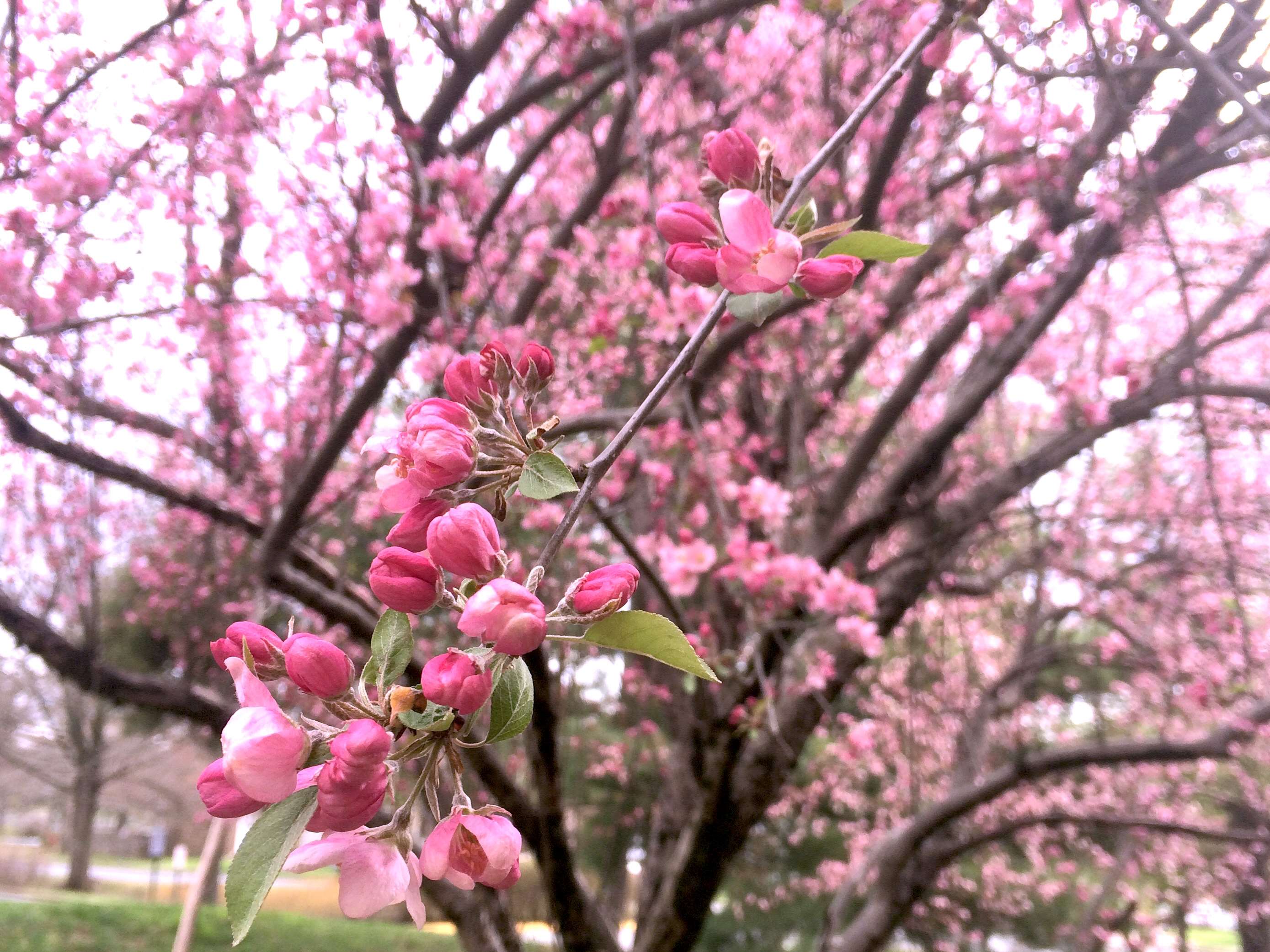 2778x2083 beautiful flowers, cherry blossom, cherry blossoms, day