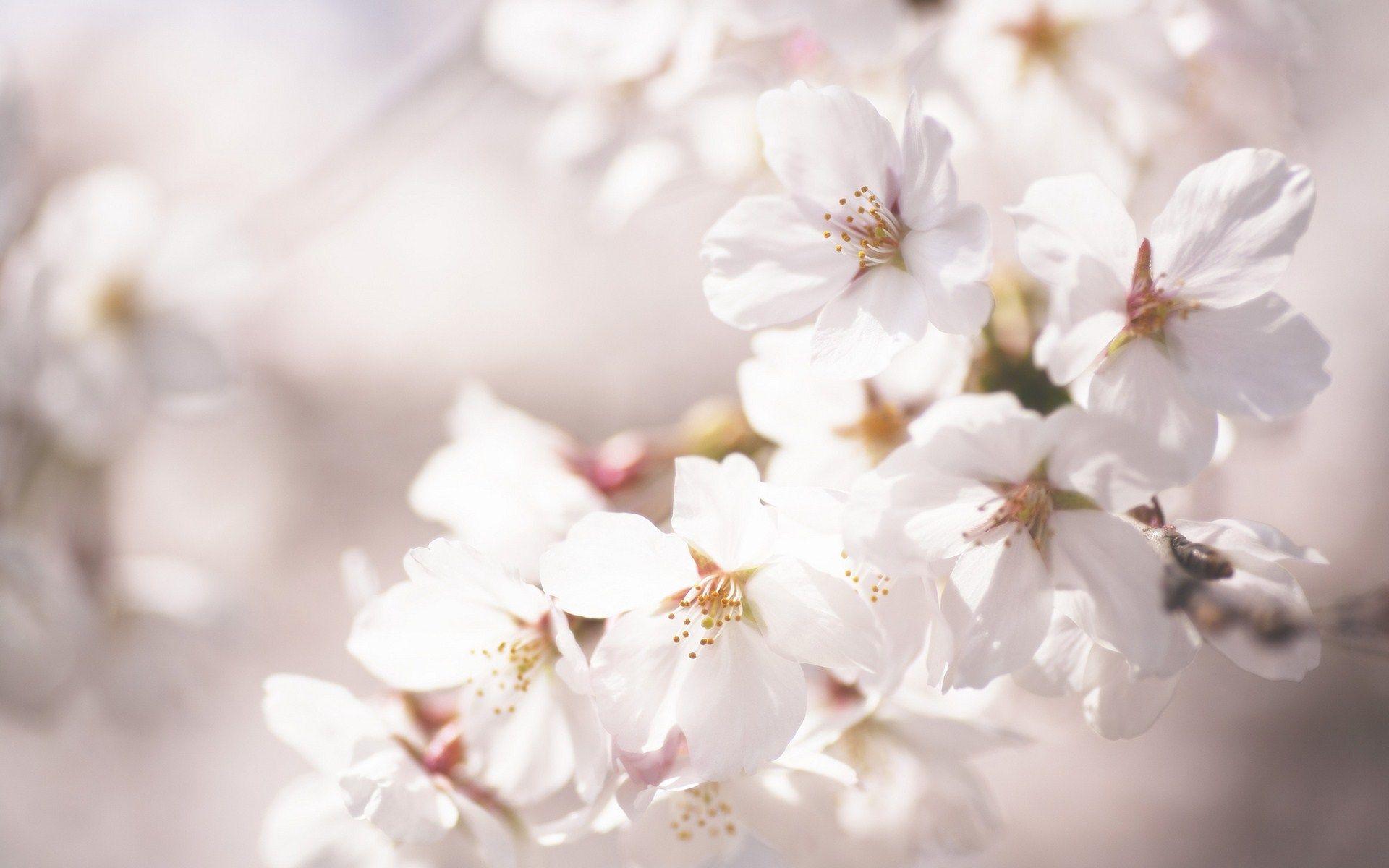 1920x1200 Beautiful Cherry Blossom Flower