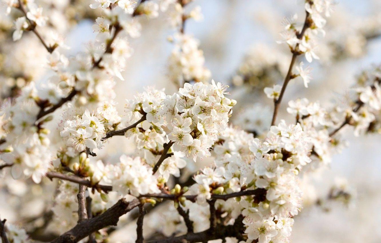 1332x850 Wallpaper macro, flowers, branches, cherry, tenderness, beauty