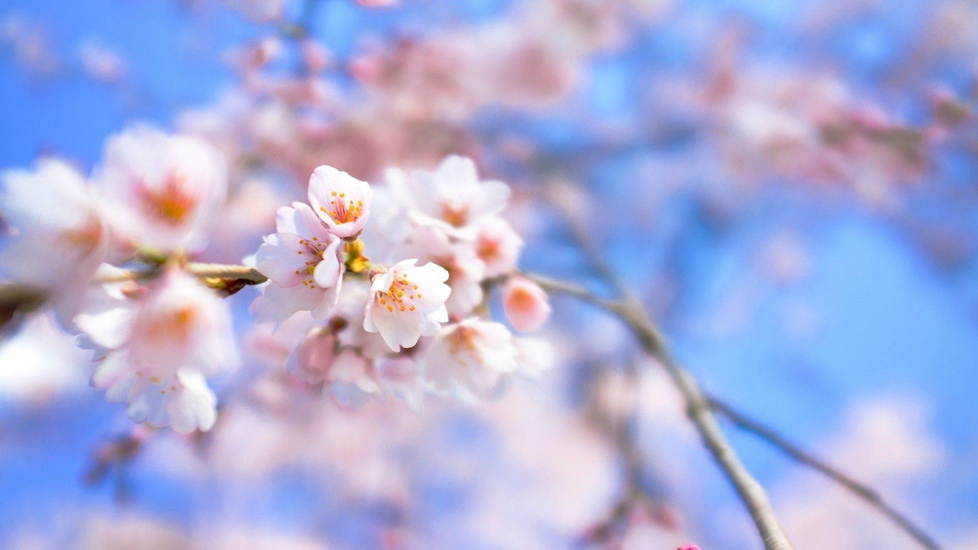1920x1080 Beautiful cherry blossom desktop wallpaper