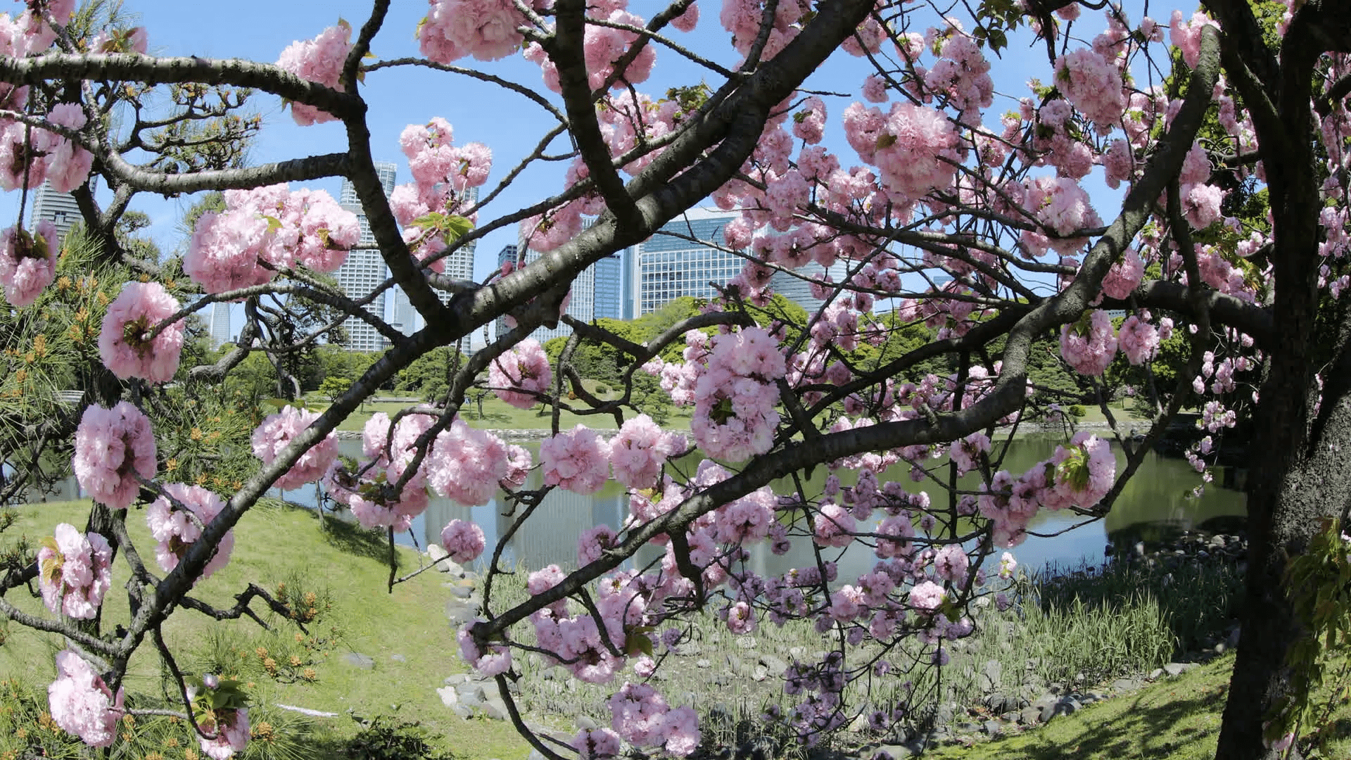 1920x1080 Closeup of cherry blossom in japanese park, Tokyo Downtown. Beautiful pink Sakura flower on blue sky background. Hanami concept, spring, relaxation
