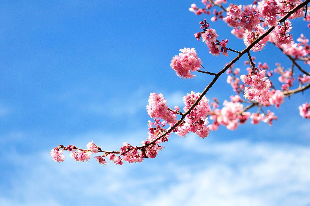 1280x850 Wallpaper Sakura Sky Cherry Flowers Branches Flowering trees