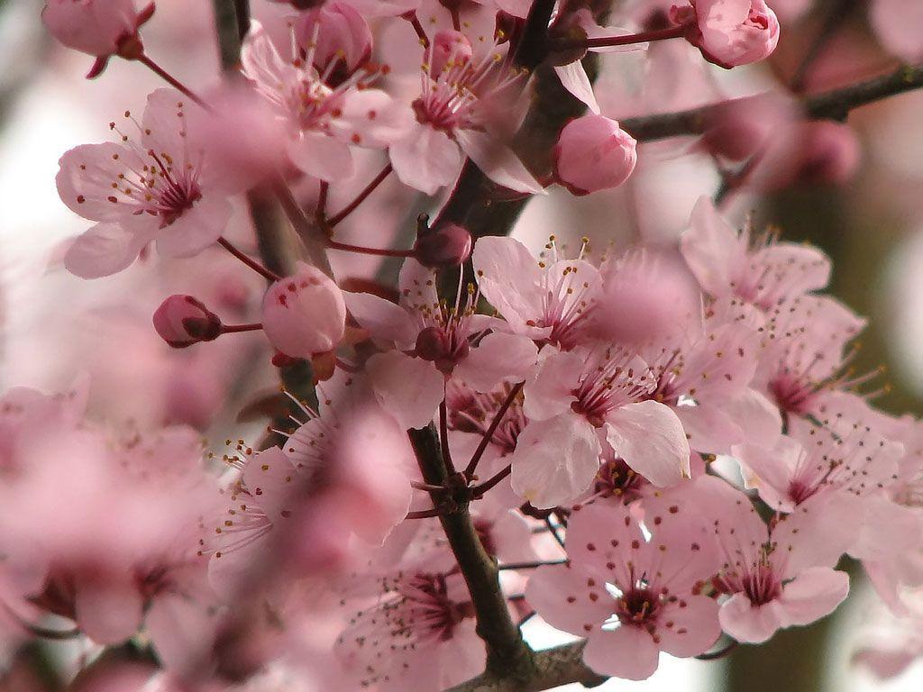 1024x768 The Cherry Blossoms in Tokyo. Tattoos. Cherry blossom picture