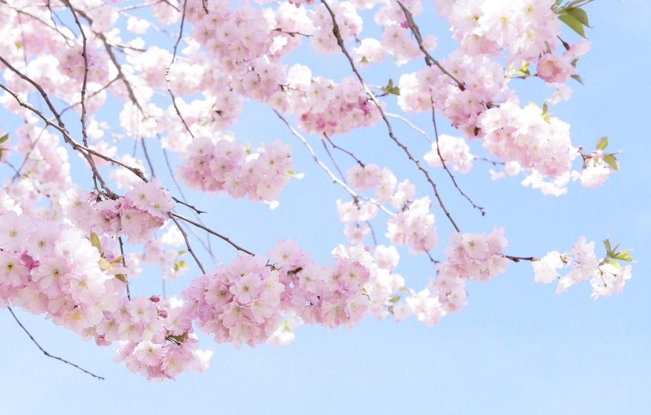 Beautiful Cherry Blossom Branch Wallpapers Top Free Beautiful Cherry Blossom Branch