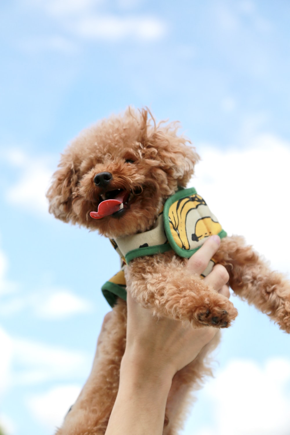 Poodle Toy Wallpapers - Top Free Poodle Toy Backgrounds - WallpaperAccess