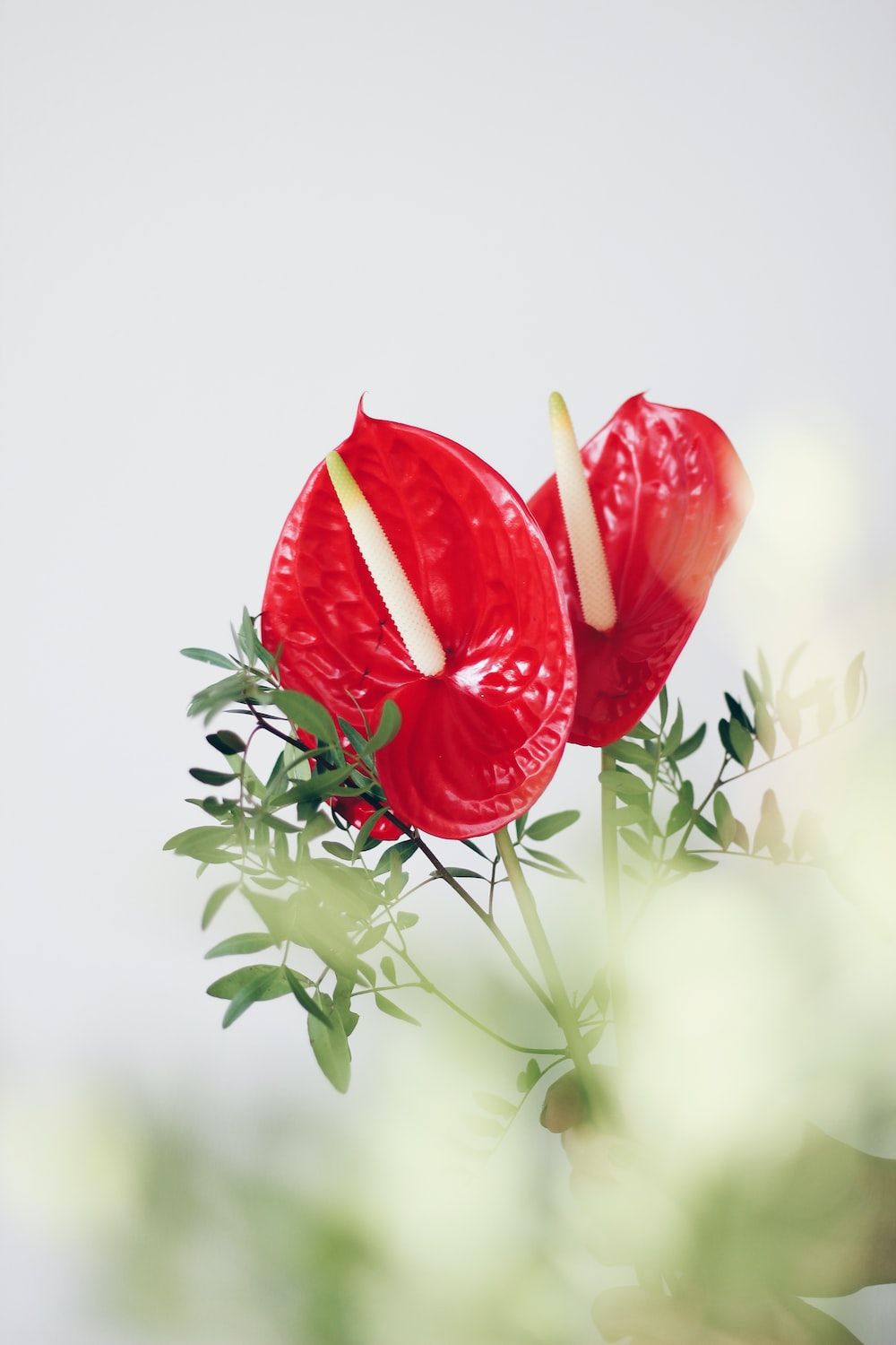 1000x1500 Anthurium Picture. Download Free Image