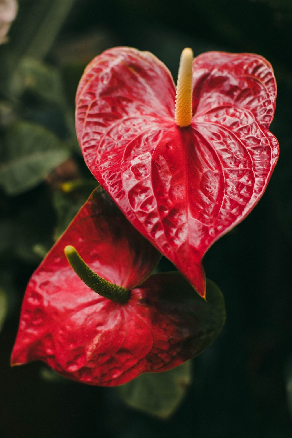 Anthurium Wallpapers - Top Free Anthurium Backgrounds - WallpaperAccess
