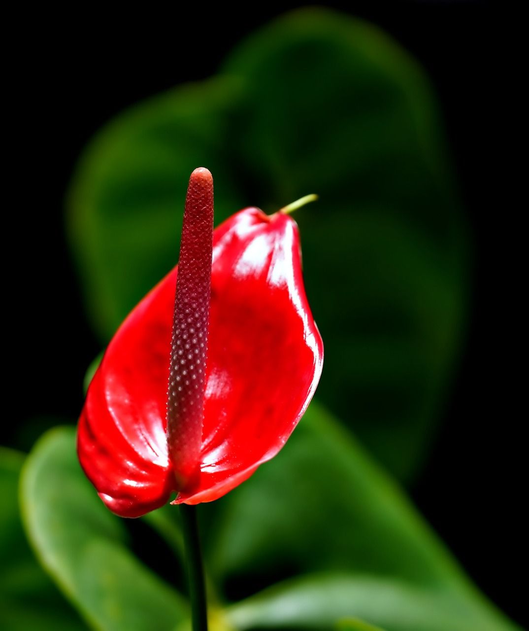 Anthurium Wallpapers - Top Free Anthurium Backgrounds - WallpaperAccess