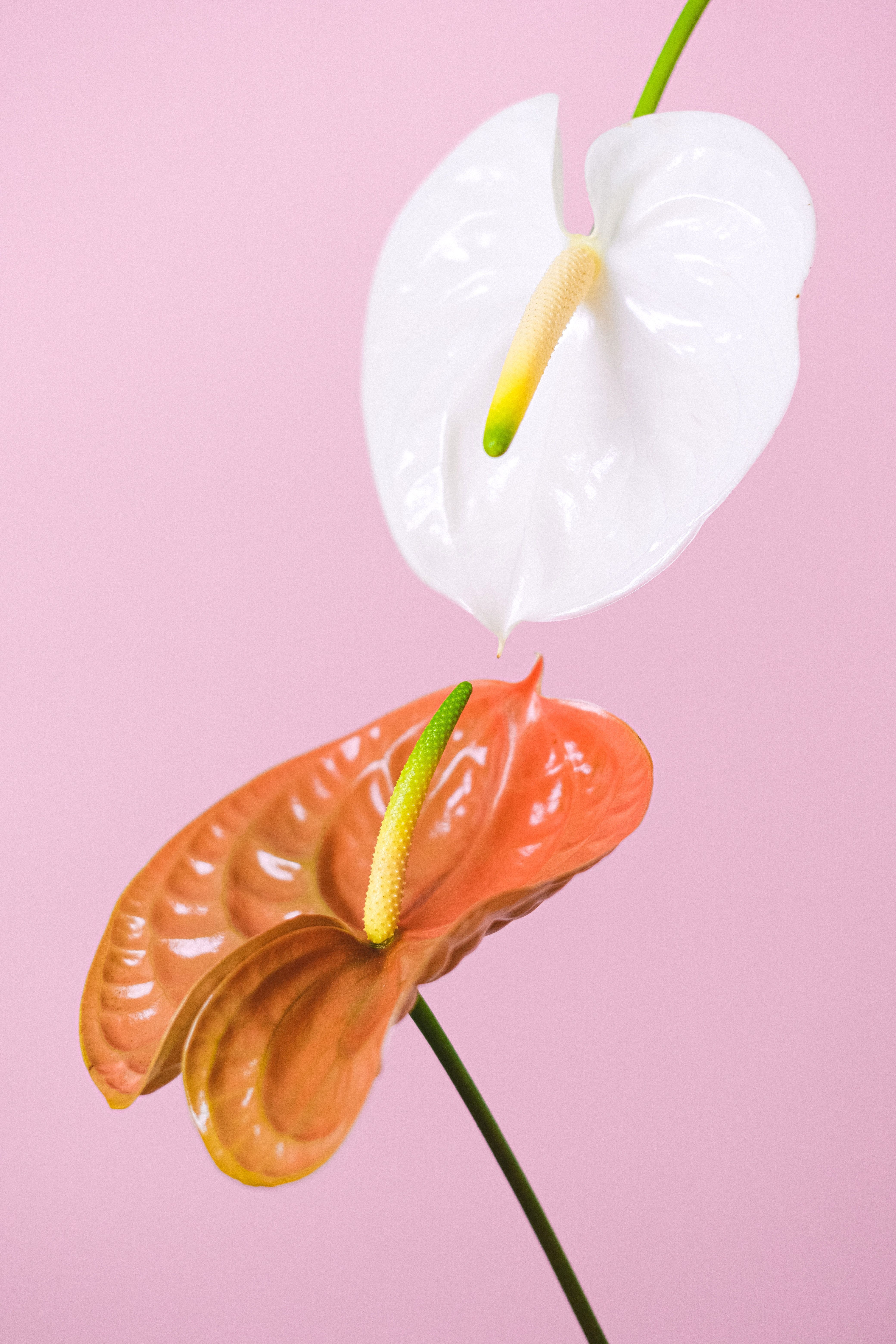 4160x6240 Anthurium Photo, Download The BEST Free Anthurium & HD Image