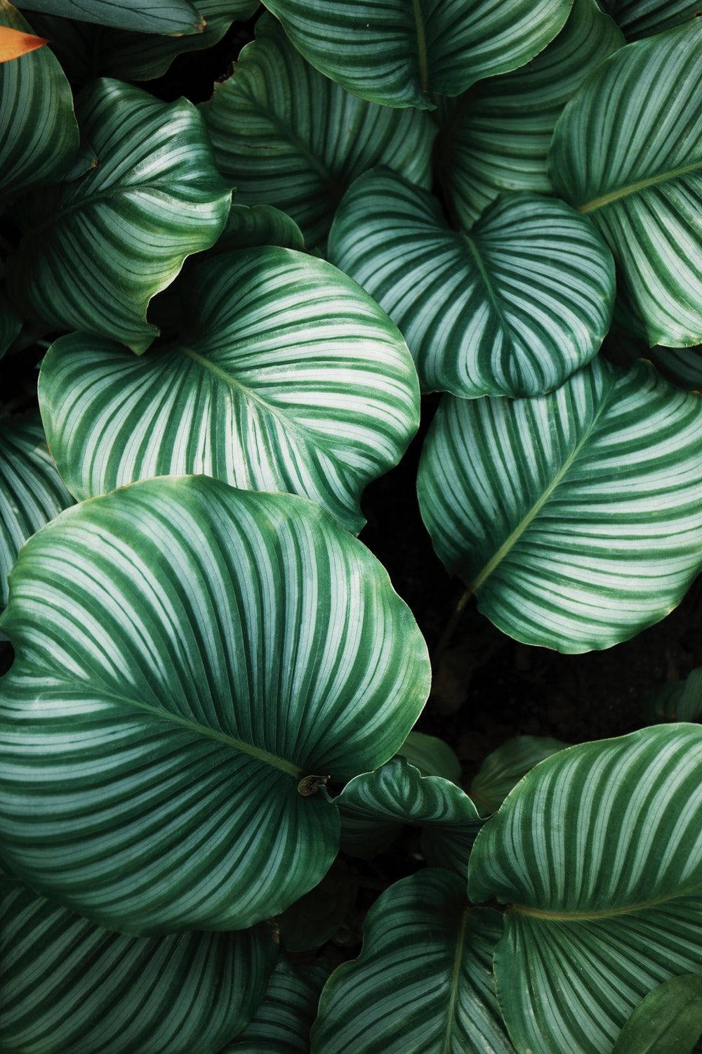 1000x1500 Download Green Anthurium Plant Wallpaper