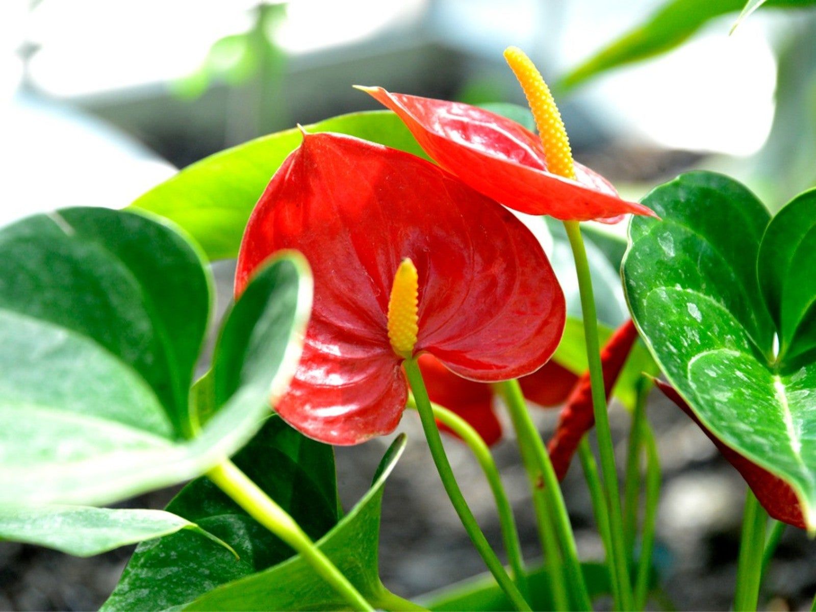 Anthurium Wallpapers - Top Free Anthurium Backgrounds - WallpaperAccess