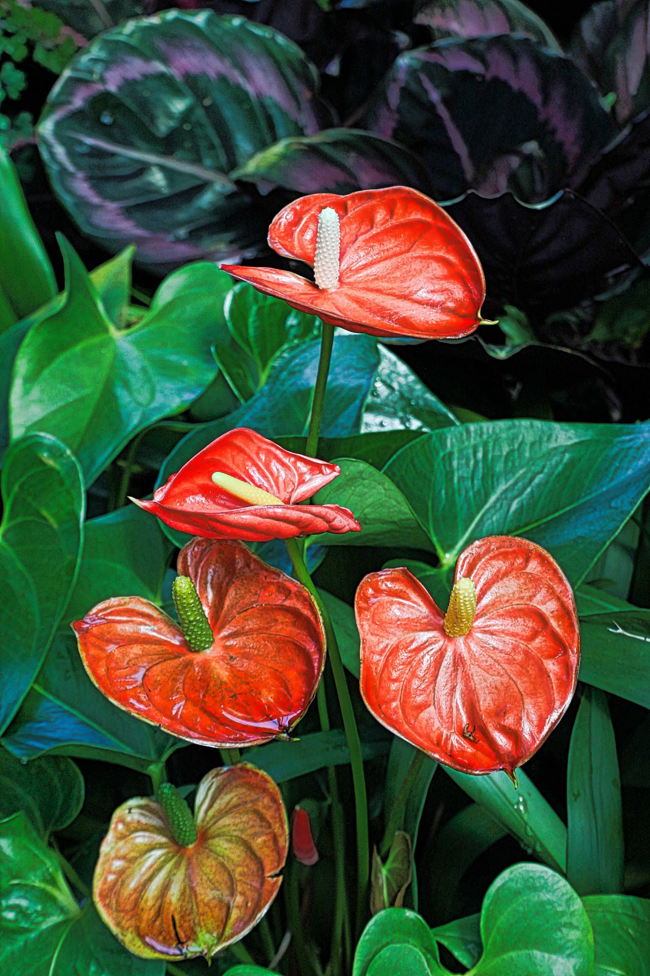 Anthurium Wallpapers - Top Free Anthurium Backgrounds - WallpaperAccess